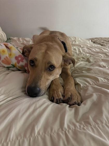 Nanners (in foster), Adoptable, Adult Male Labrador Retriever & Mixed Breed.