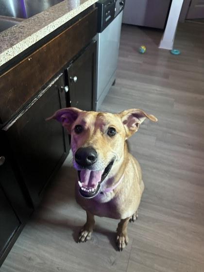 Nanners (in foster), a Adoptable mixed breed in San Marcos, TX image 2/3