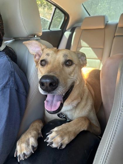 Nanners (in foster), a Adoptable mixed breed in San Marcos, TX image 3/3