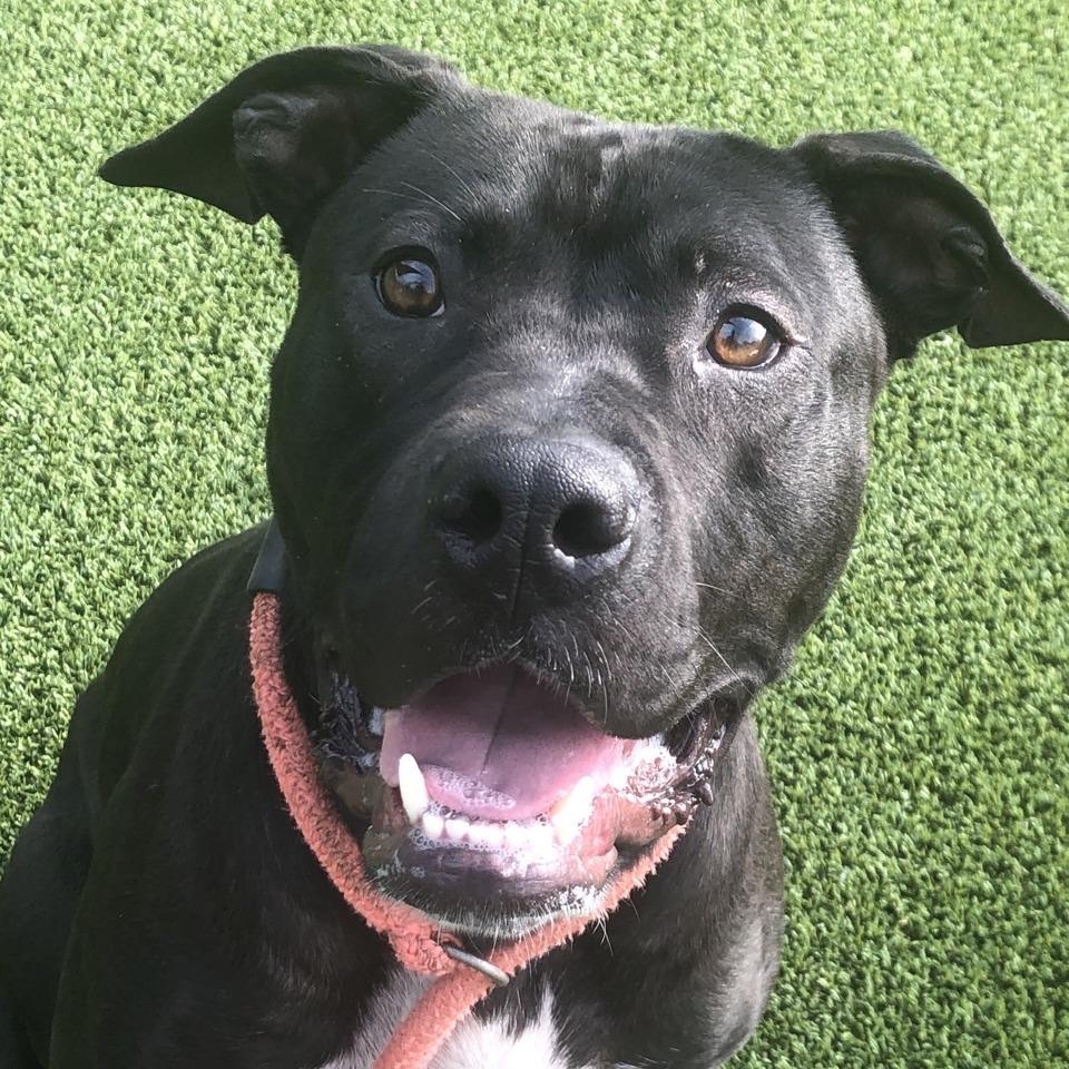 Lunchbox, Adoptable, Adult Male Pit Bull Terrier & Black Labrador Retriever.