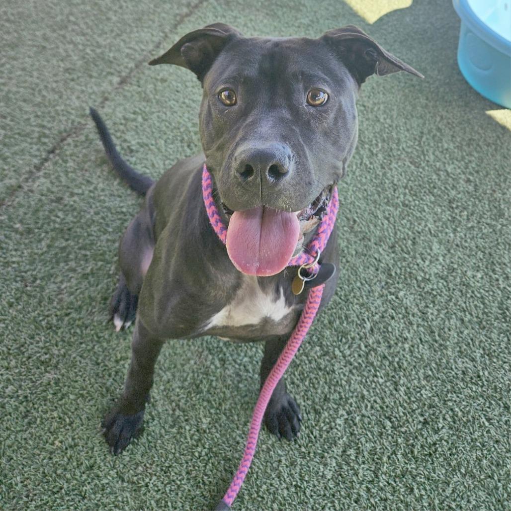 Enlarge Lunchbox, a Adoptable mixed breed in Chattanooga, TN image 2/6