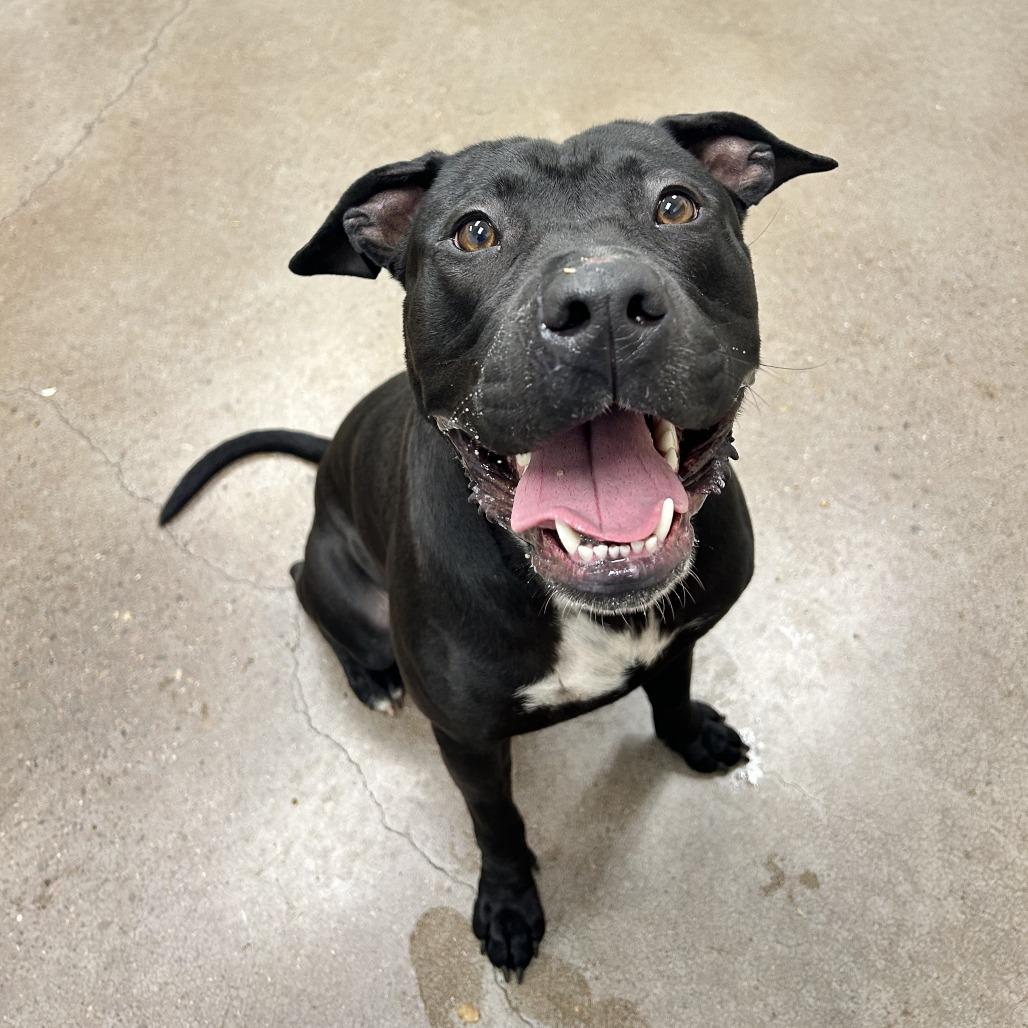 Enlarge Lunchbox, a Adoptable mixed breed in Chattanooga, TN image 3/6