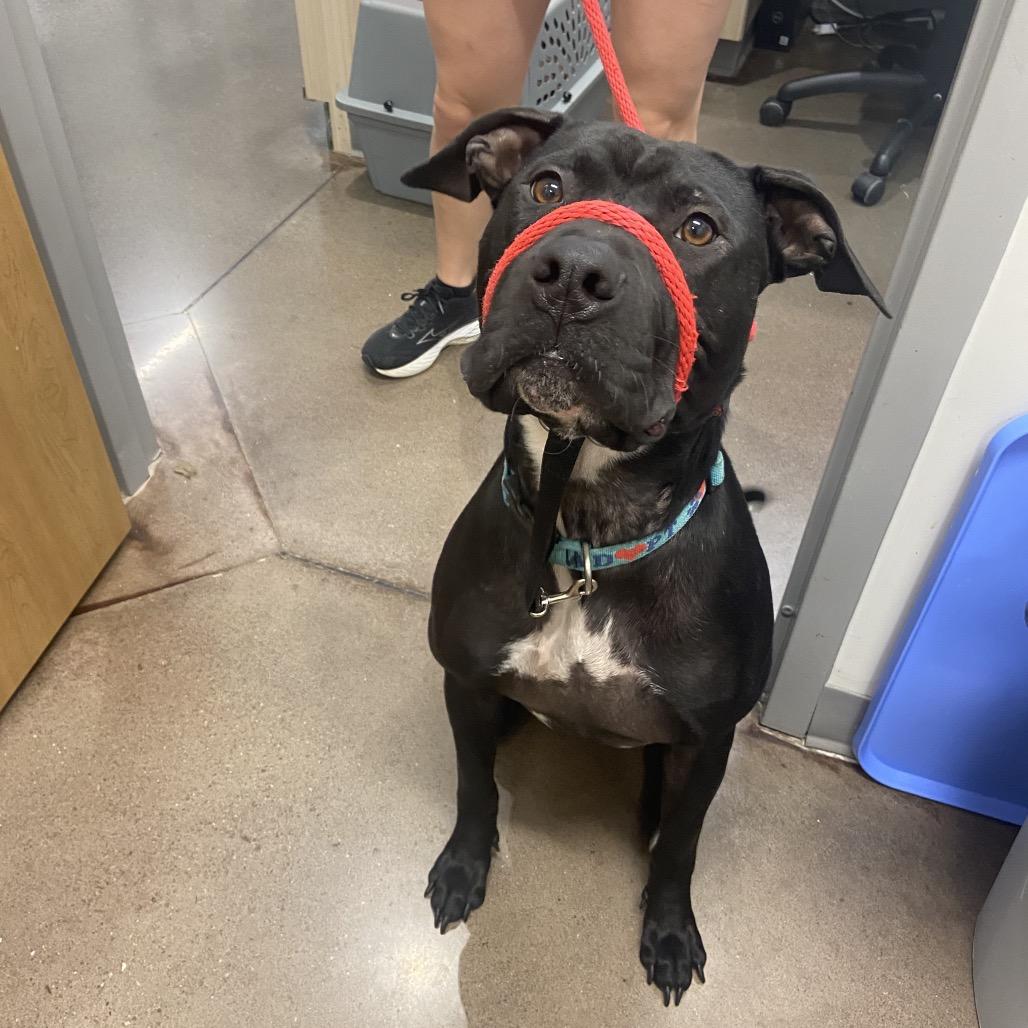 Enlarge Lunchbox, a Adoptable mixed breed in Chattanooga, TN image 4/6