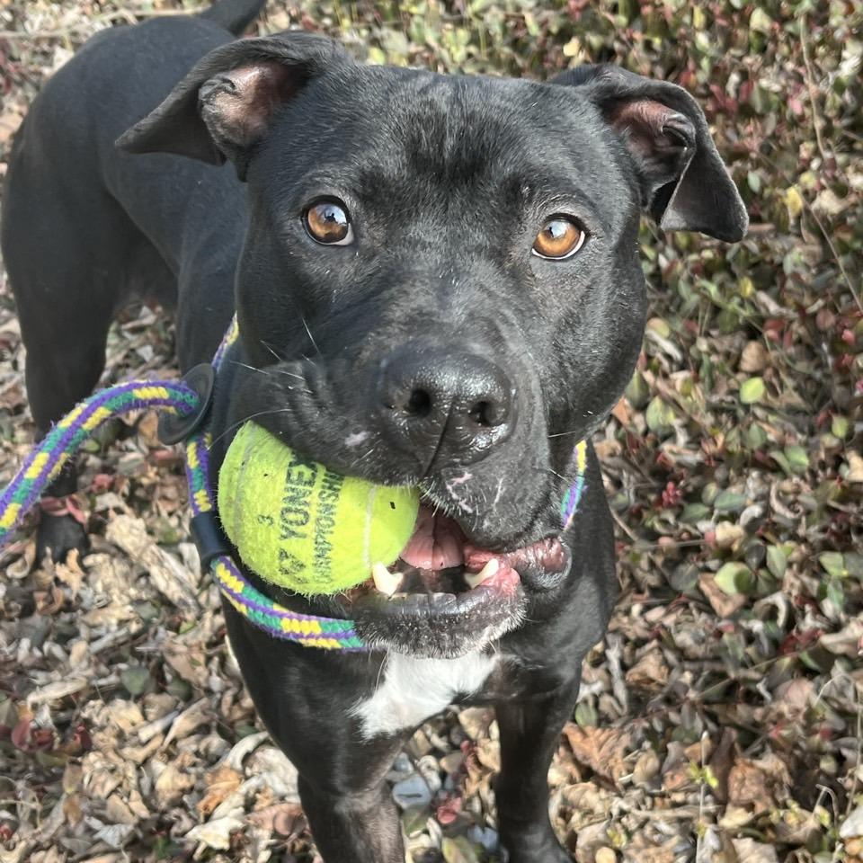 Lunchbox, a Adoptable mixed breed in Chattanooga, TN image 3/6