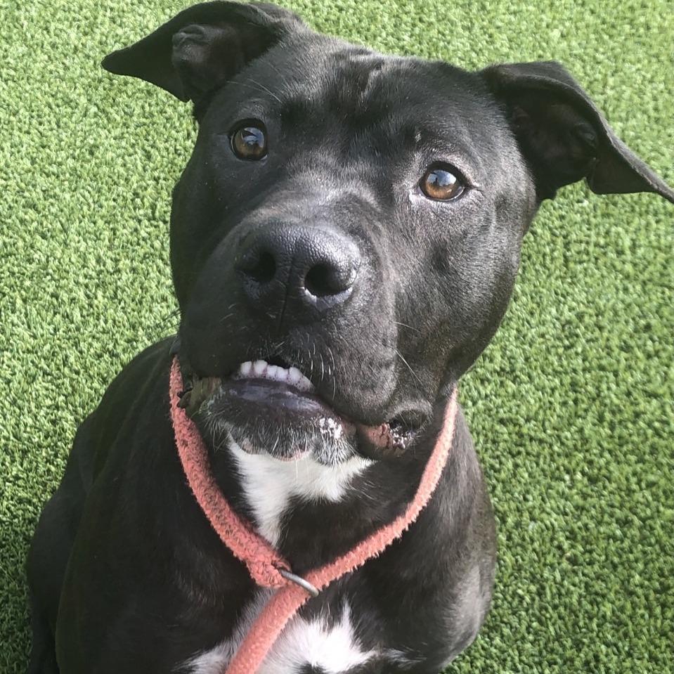 Enlarge Lunchbox, a Adoptable mixed breed in Chattanooga, TN image 5/6