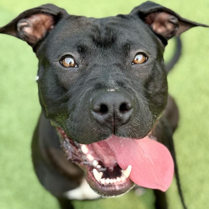 Enlarge Lunchbox, a Adoptable mixed breed in Chattanooga, TN image 6/6
