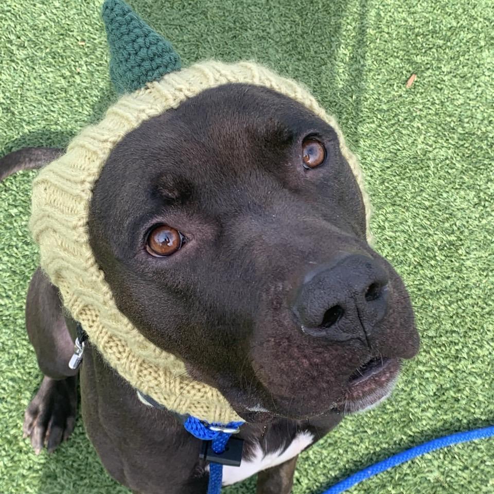 Lunchbox, a Adoptable mixed breed in Chattanooga, TN image 6/6