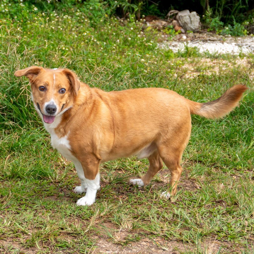 Enlarge Red, a Adoptable mixed breed in Mangilao, GU image 1/1
