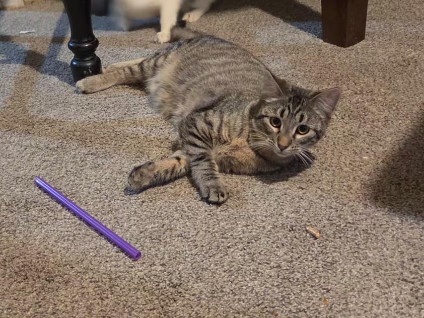 Squeakers, a ADOPTABLE Domestic Short Hair in Pocatello, ID image 2/4