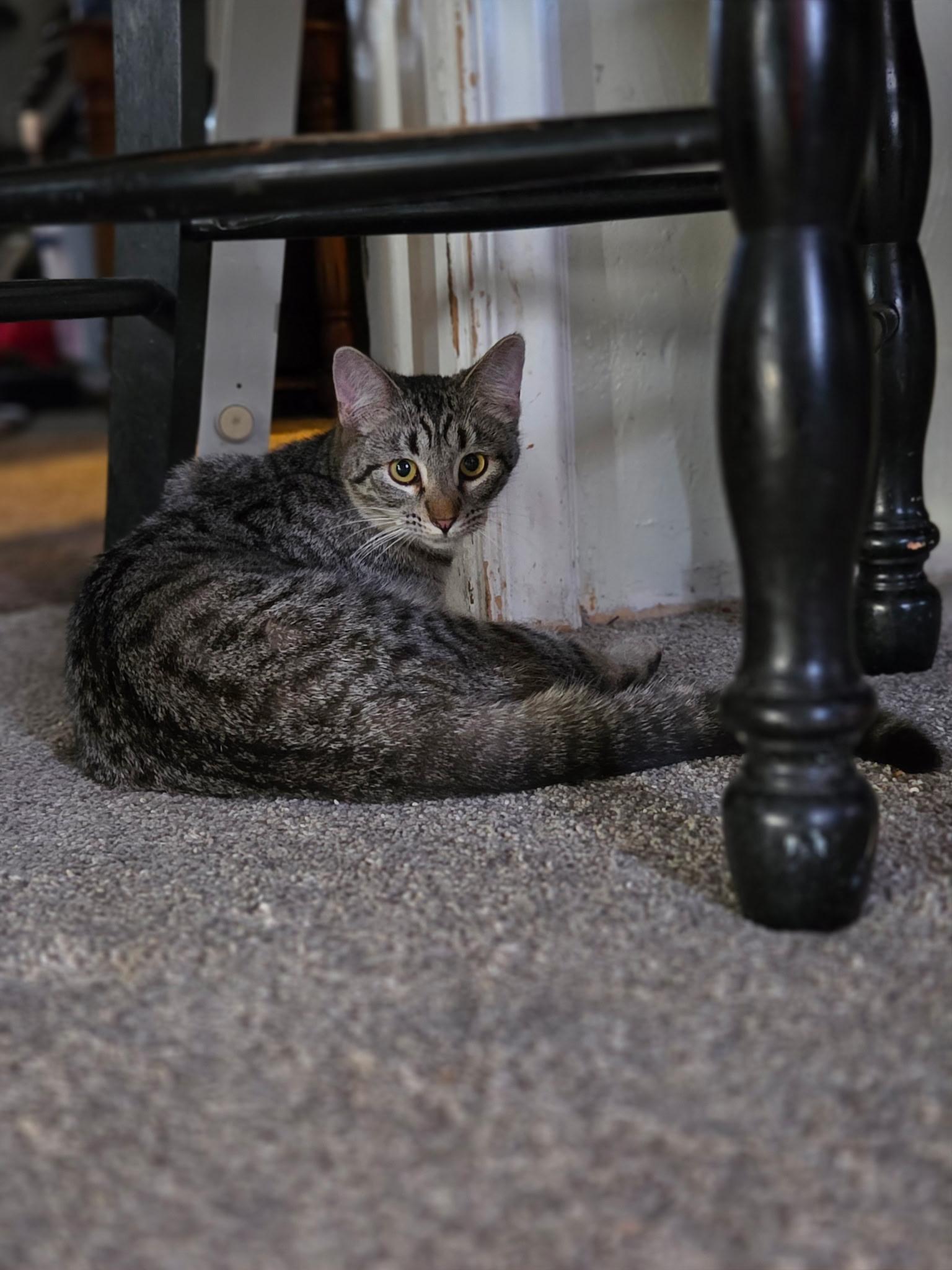 Squeakers, a ADOPTABLE Domestic Short Hair in Pocatello, ID image 3/4