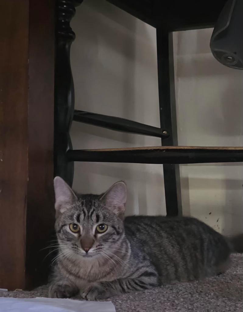 Squeakers, ADOPTABLE, Young Female Domestic Short Hair.