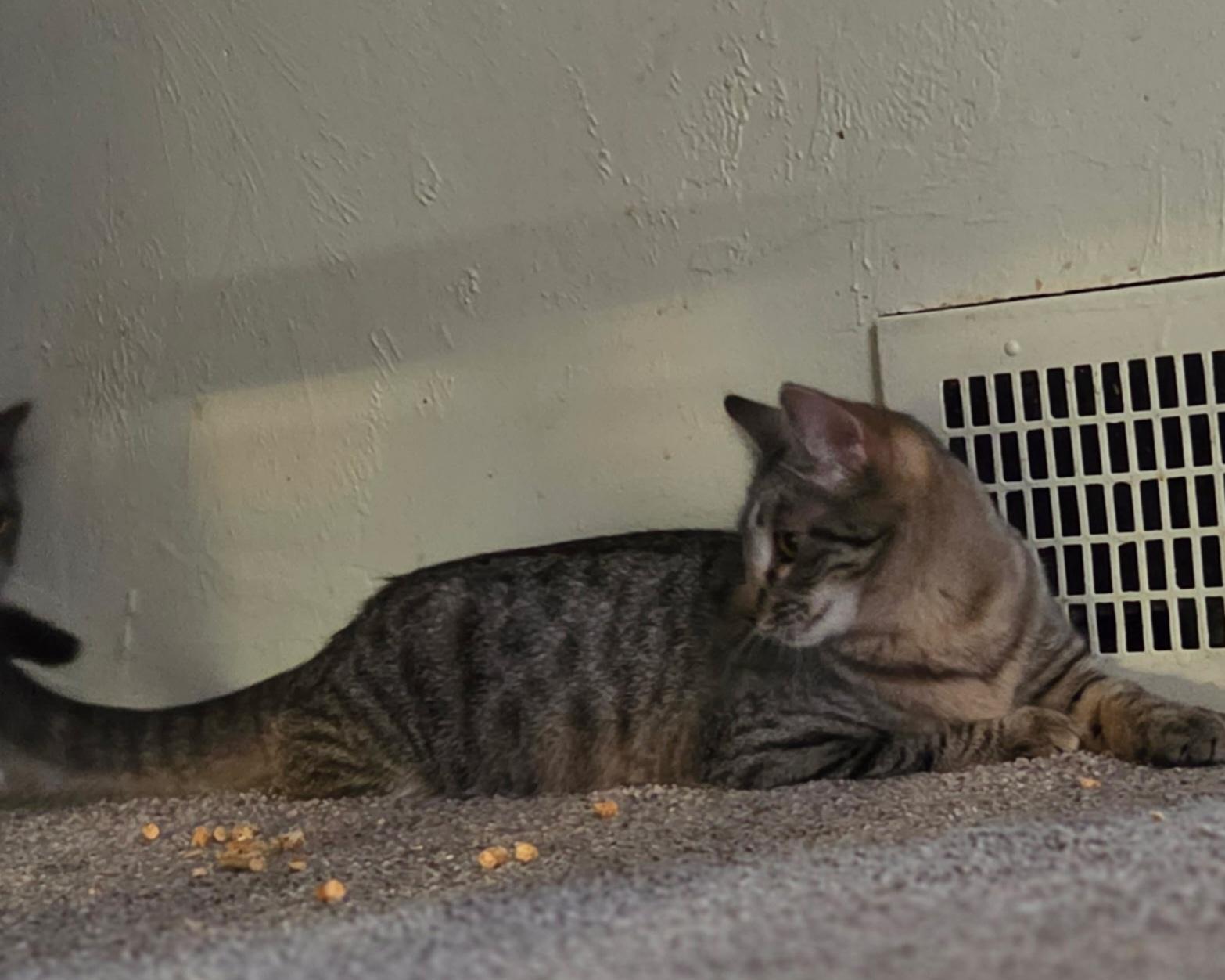 Squeakers, a ADOPTABLE Domestic Short Hair in Pocatello, ID image 4/4