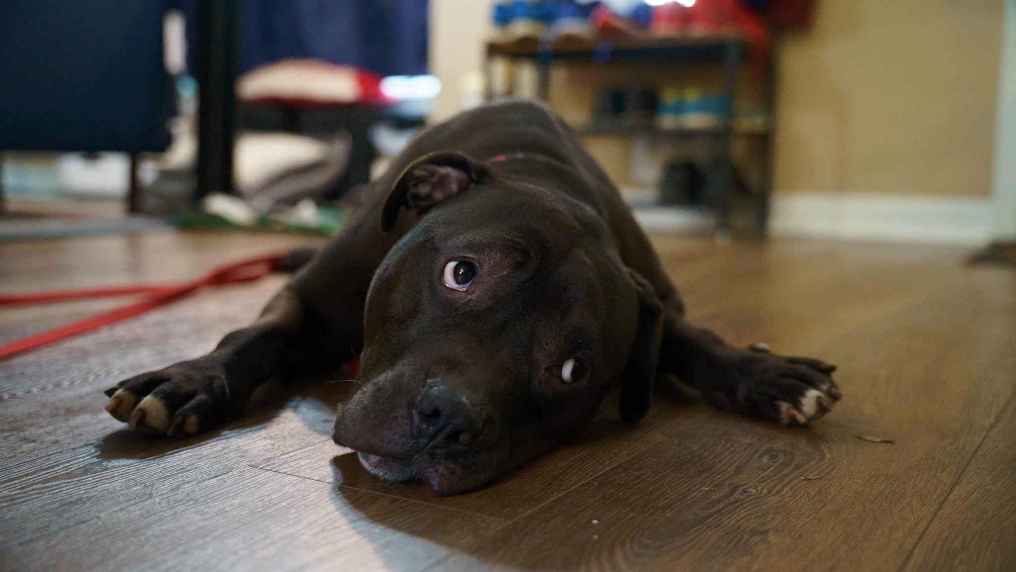 Sheba Douglas, Adoptable, Adult Female Pit Bull Terrier.