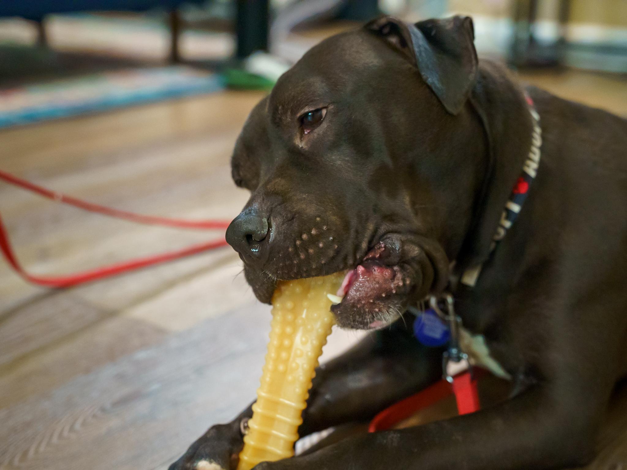 Enlarge Sheba Douglas, a Adoptable mixed breed in Roswell, GA image 2/3