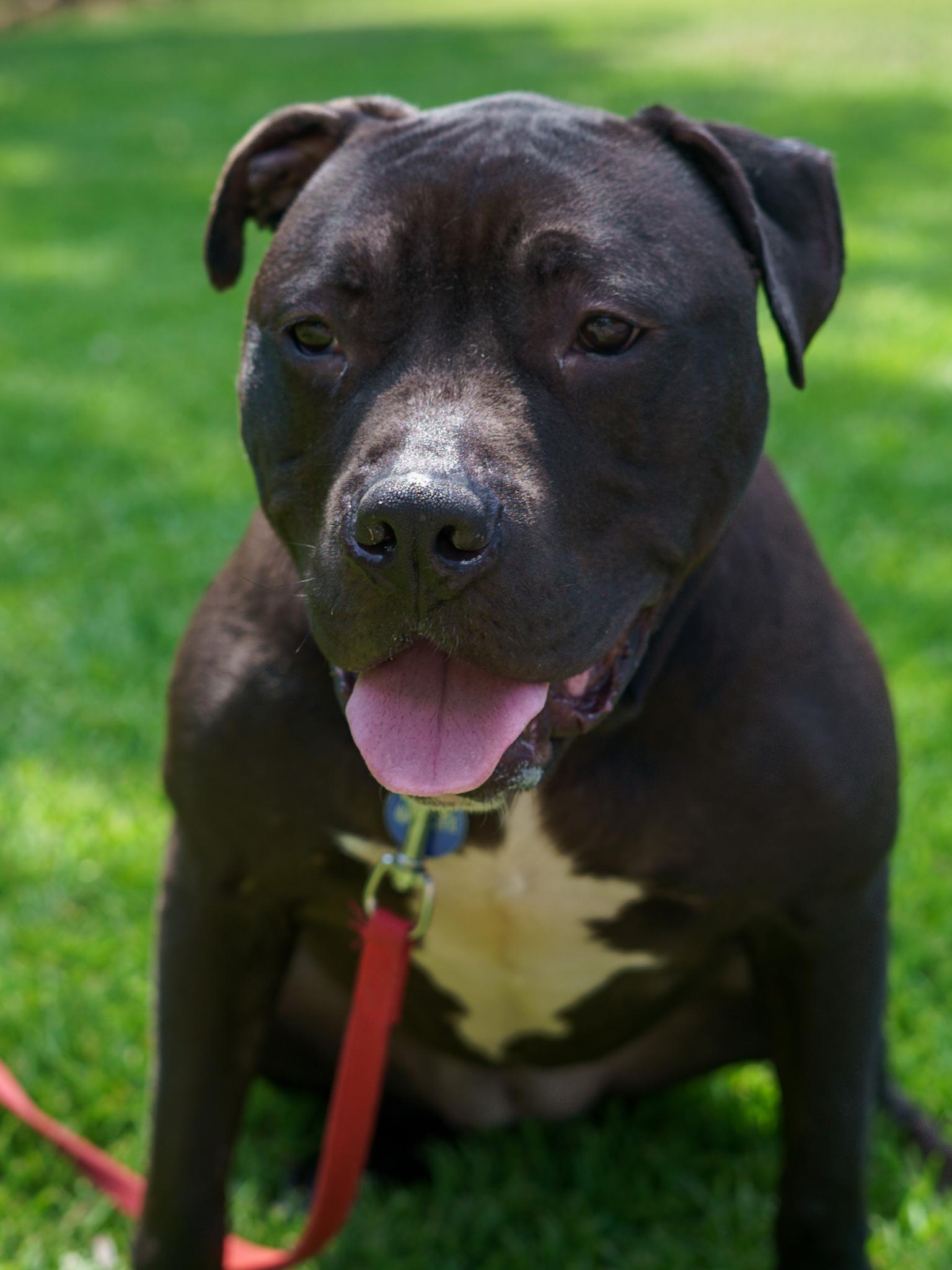 Enlarge Sheba Douglas, a Adoptable mixed breed in Roswell, GA image 3/3