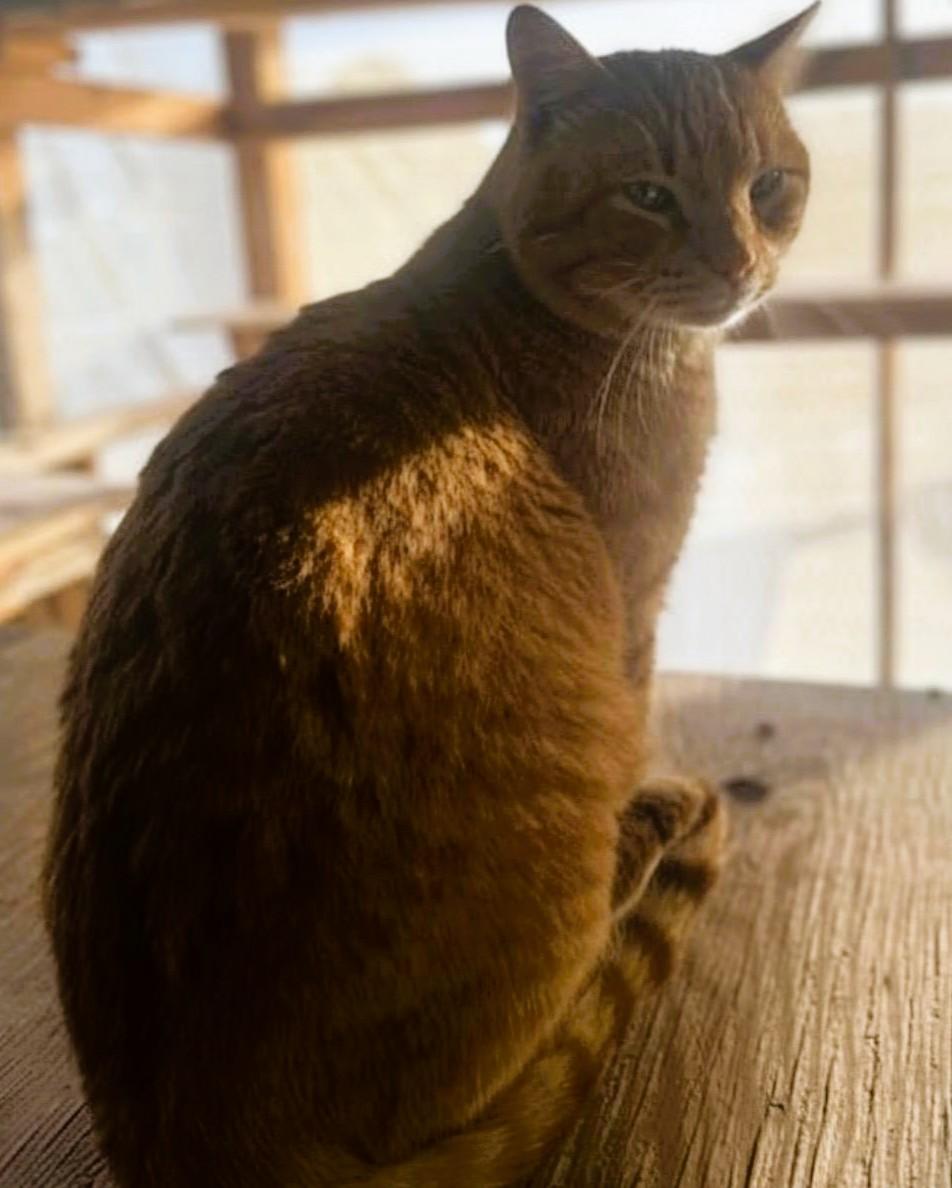 Enlarge SHERBET - Courtesy Listing, a ADOPTABLE Domestic Short Hair in Prescott, AZ image 3/3