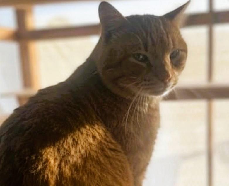 Enlarge SHERBET - Courtesy Listing, a ADOPTABLE Domestic Short Hair in Prescott, AZ image 1/3