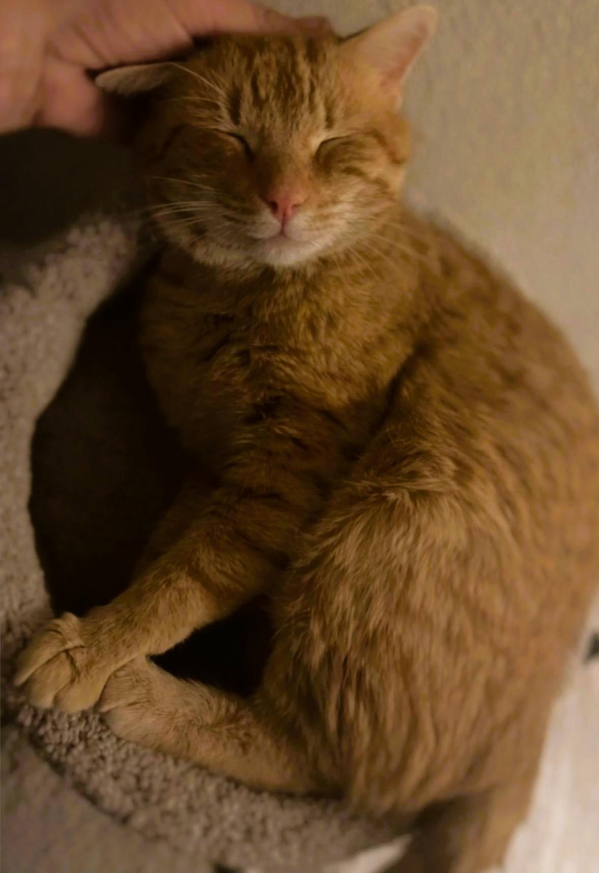 Enlarge SHERBET - Courtesy Listing, a ADOPTABLE Domestic Short Hair in Prescott, AZ image 2/3