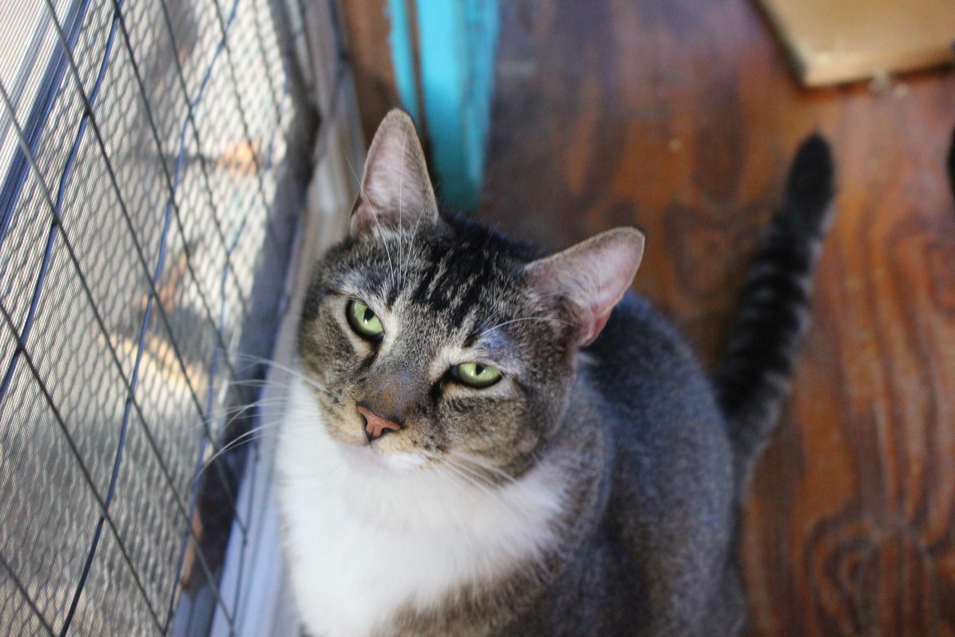 Enlarge Jessie, FL, a Adoptable mixed breed in Miami Beach, FL image 1/6