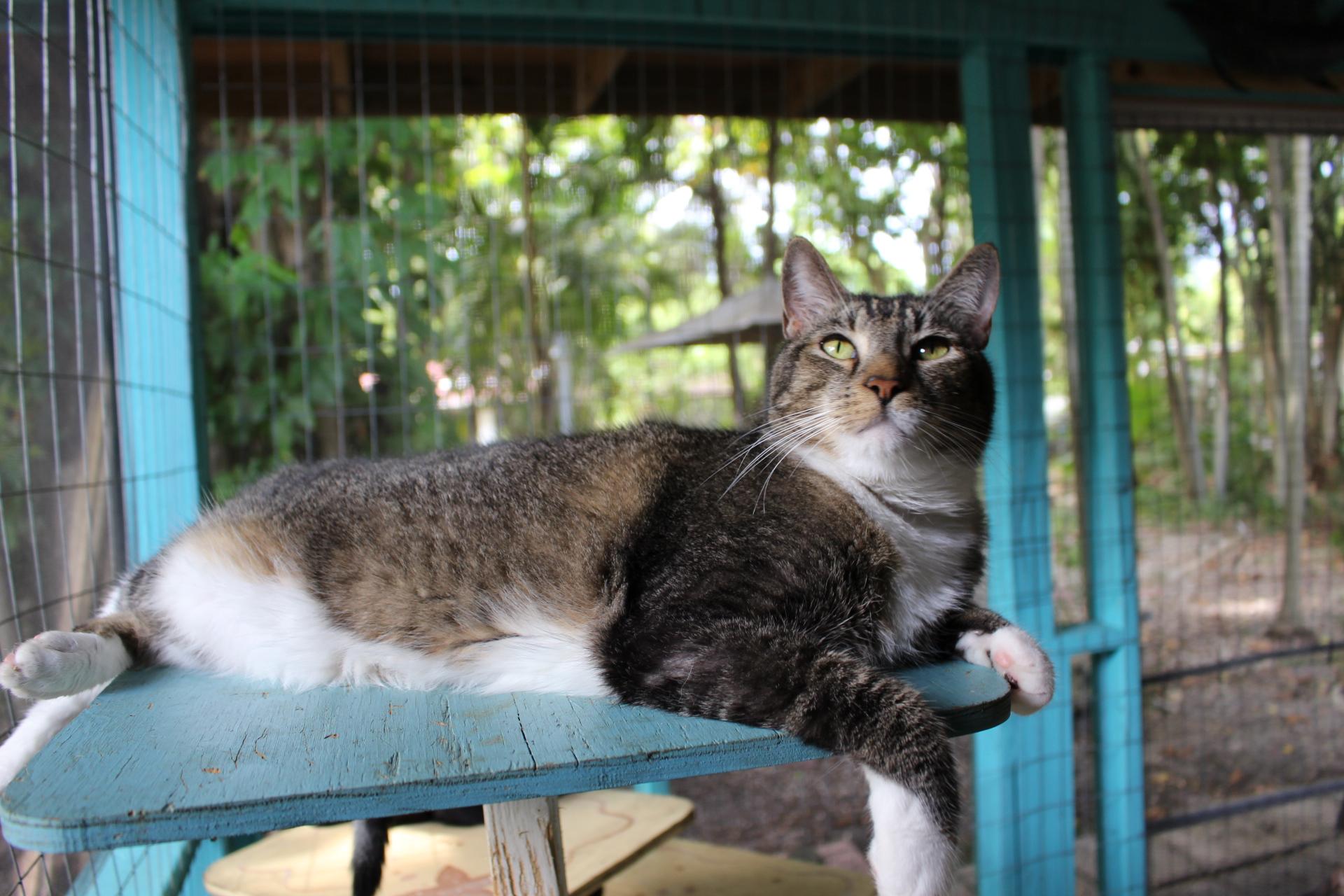 Enlarge Jessie, FL, a Adoptable mixed breed in Miami Beach, FL image 2/6