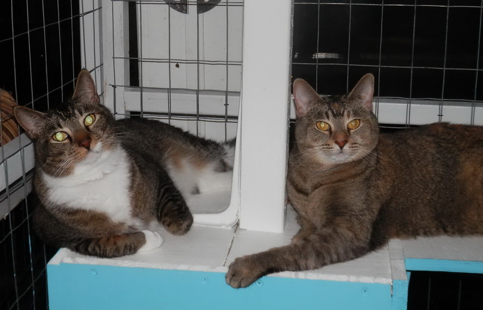 Enlarge Jessie, FL, a Adoptable mixed breed in Miami Beach, FL image 3/6