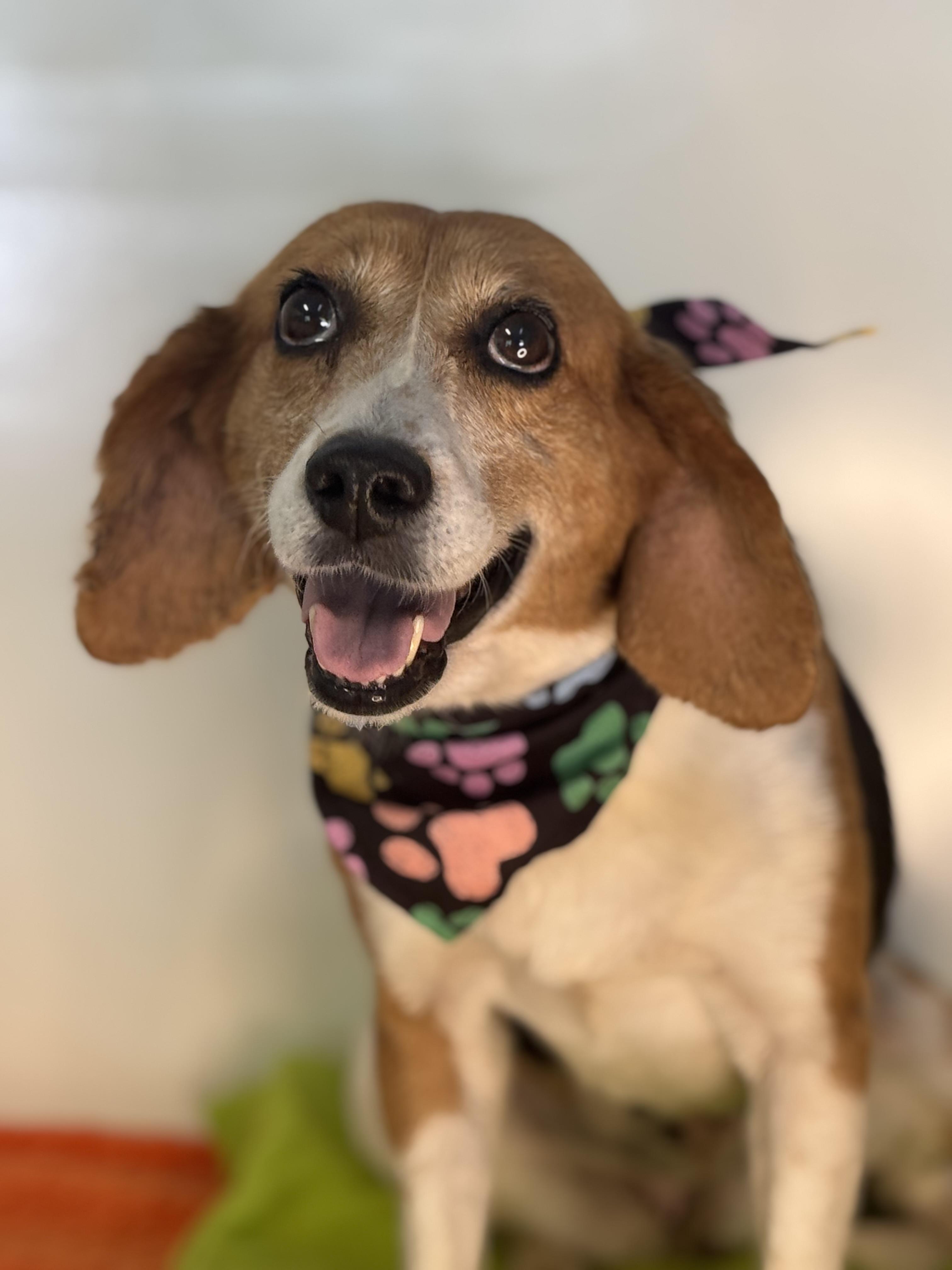 Duckling, a ADOPTABLE Beagle in Richmond, VA image 6/6