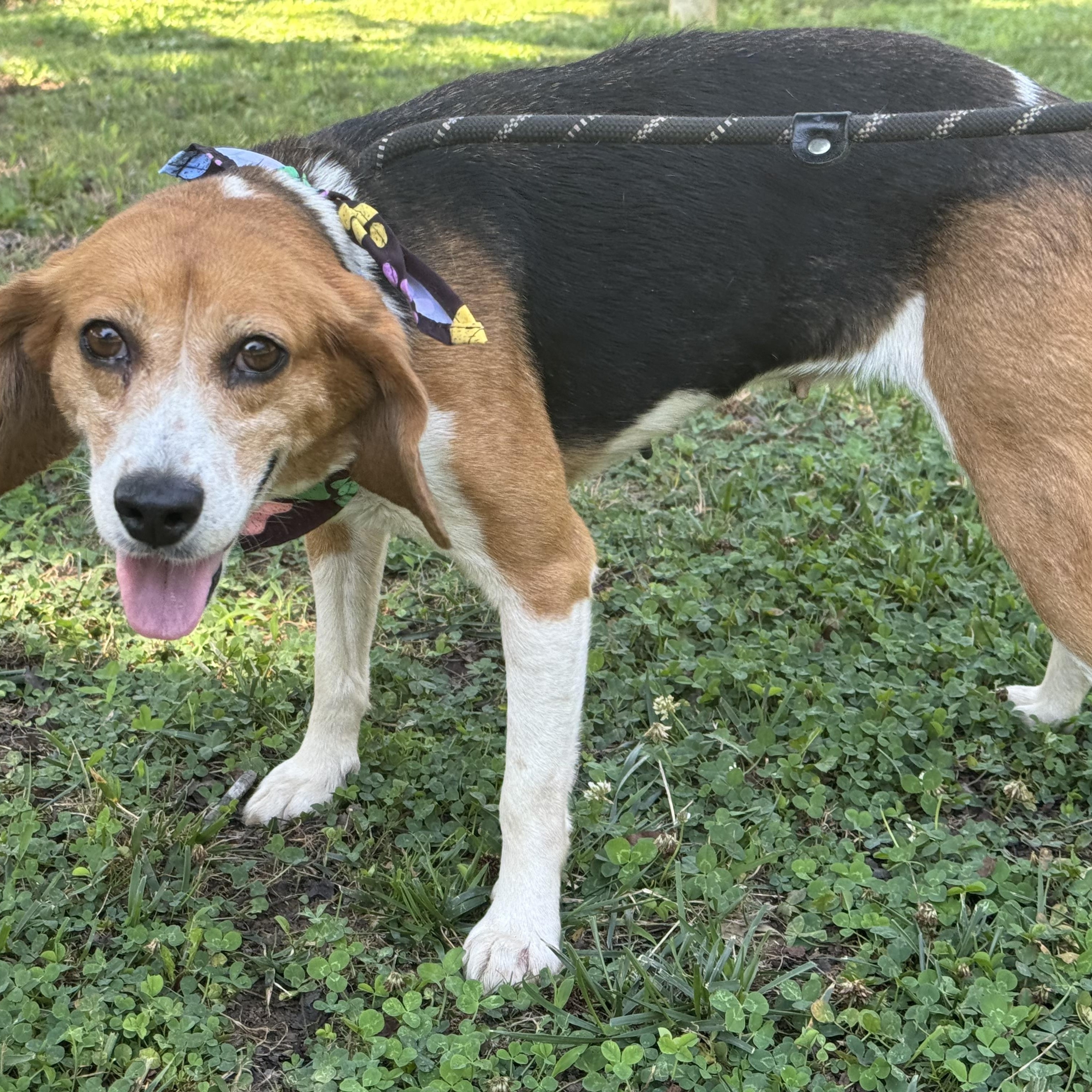 Duckling, a ADOPTABLE Beagle in Richmond, VA image 4/6