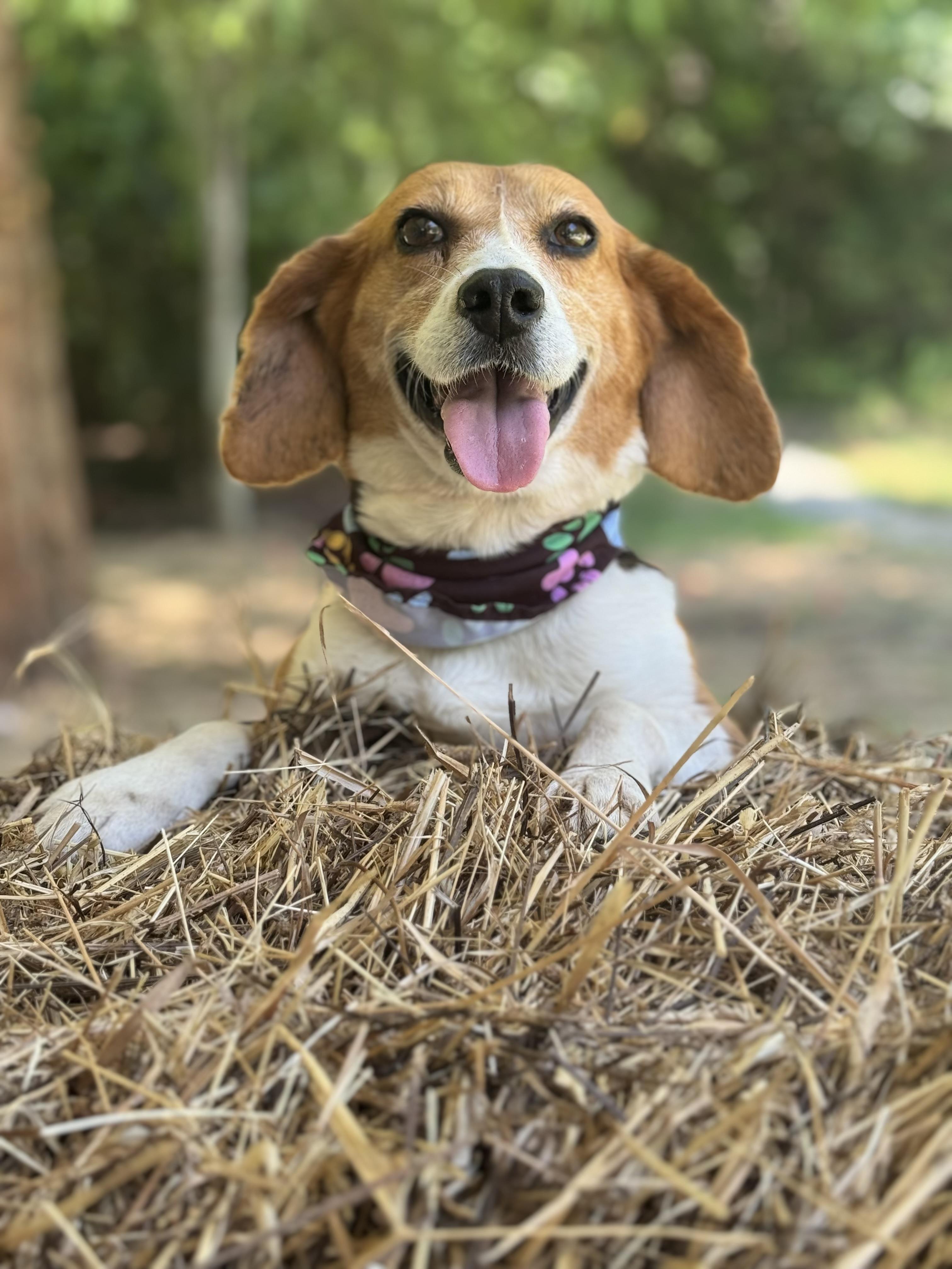 Duckling, ADOPTABLE, Adult Female Beagle.