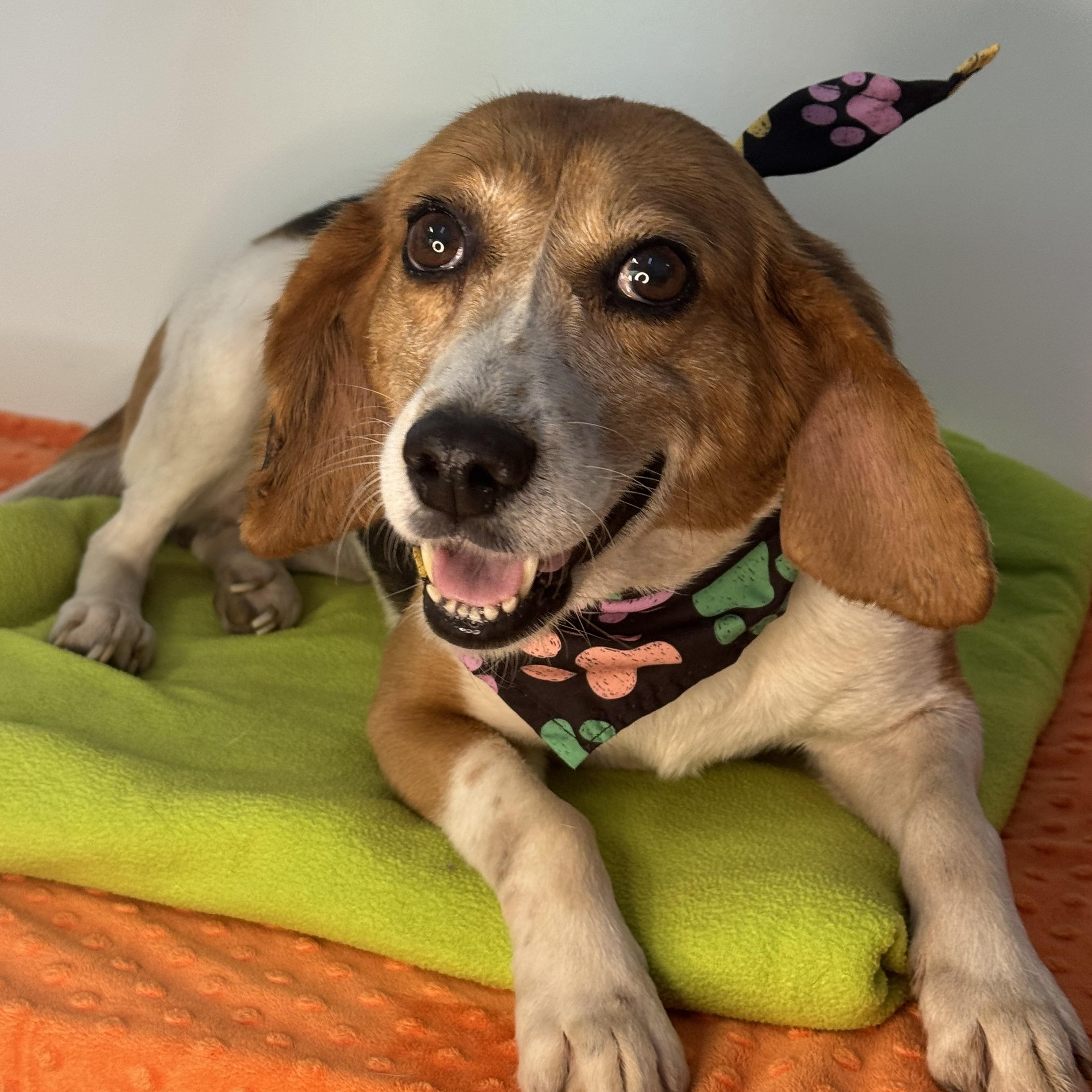 Duckling, a ADOPTABLE Beagle in Richmond, VA image 2/6