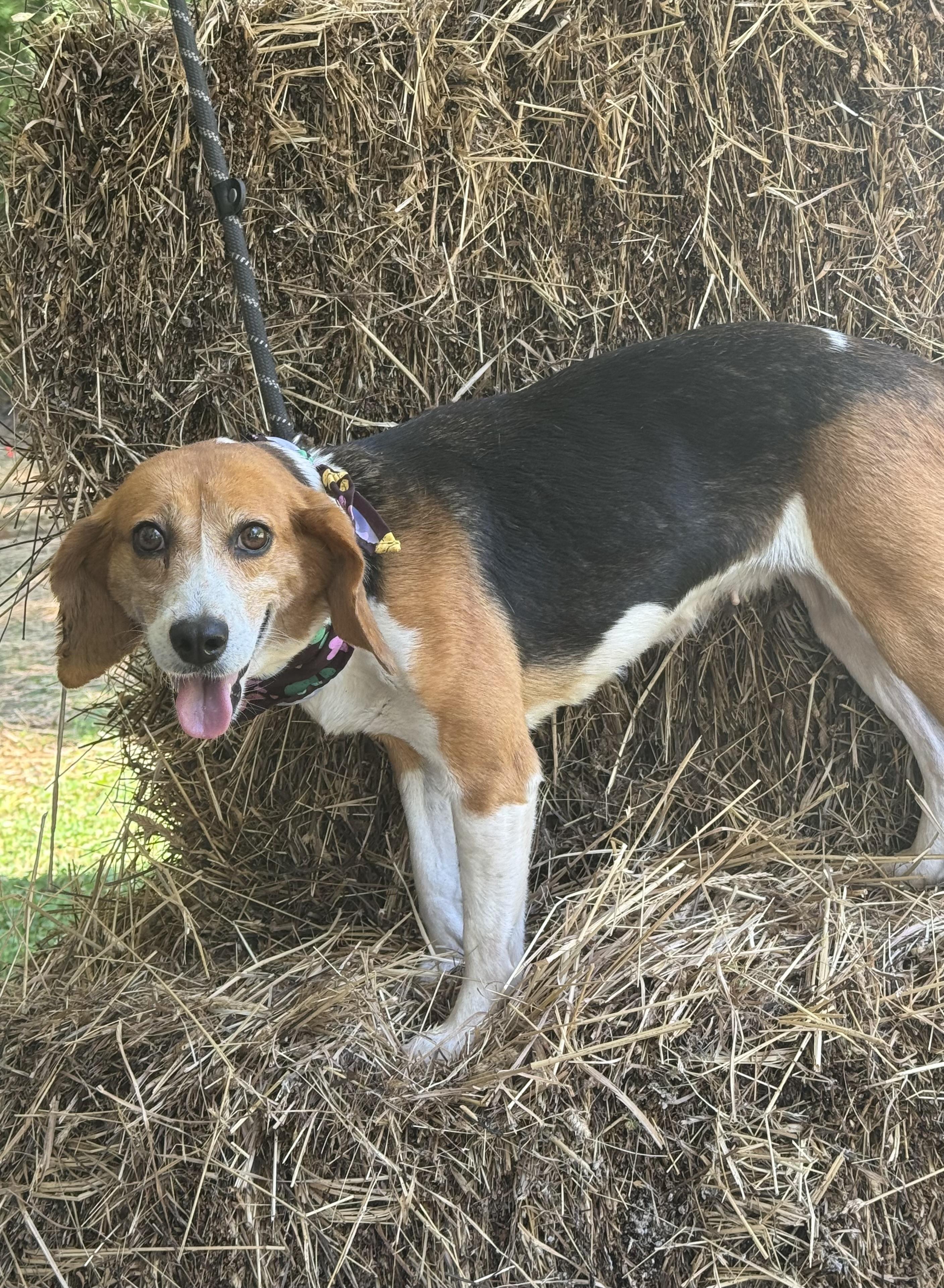 Duckling, a ADOPTABLE Beagle in Richmond, VA image 3/6