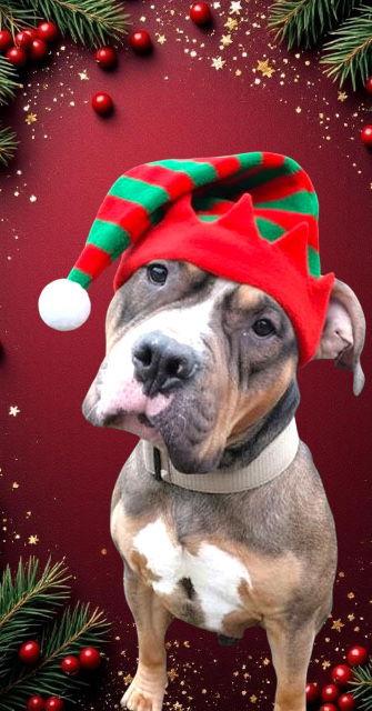 Enlarge King, a Adoptable American Bulldog in Berwick, PA image 1/3