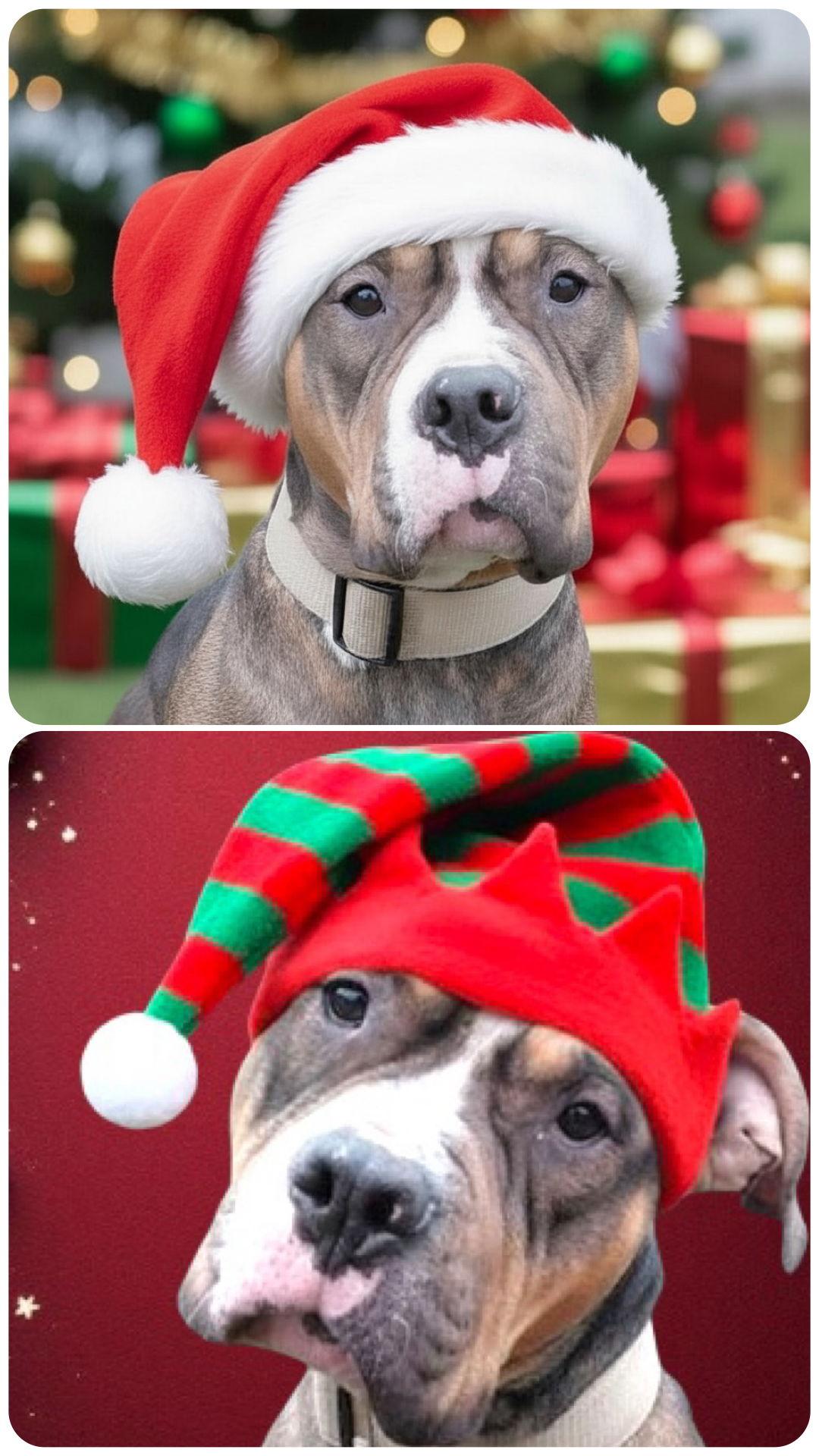 Enlarge King, a Adoptable American Bulldog in Berwick, PA image 3/3