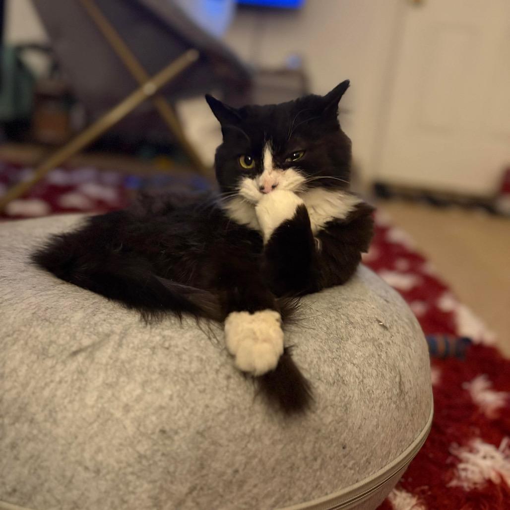 Enlarge Mars (FR 7), a Adoptable Domestic Medium Hair in Hedgesville, WV image 1/6