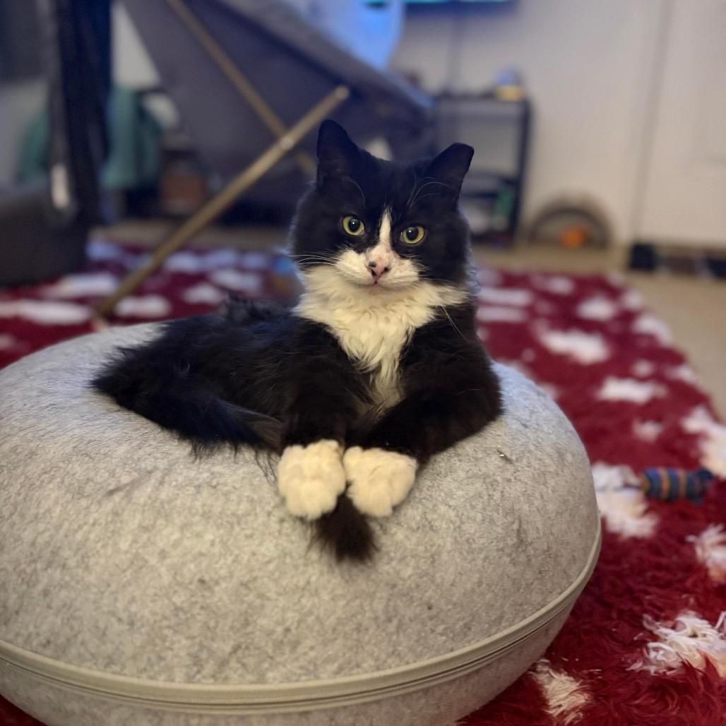 Enlarge Mars (FR 7), a Adoptable Domestic Medium Hair in Hedgesville, WV image 2/6