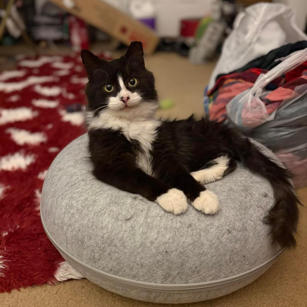 Enlarge Mars (FR 7), a Adoptable Domestic Medium Hair in Hedgesville, WV image 5/6