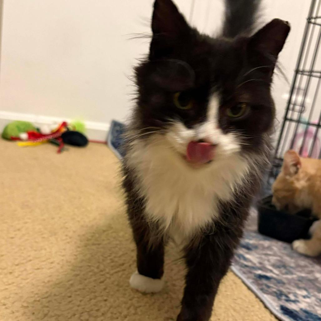 Enlarge Mars (FR 7), a Adoptable Domestic Medium Hair in Hedgesville, WV image 6/6