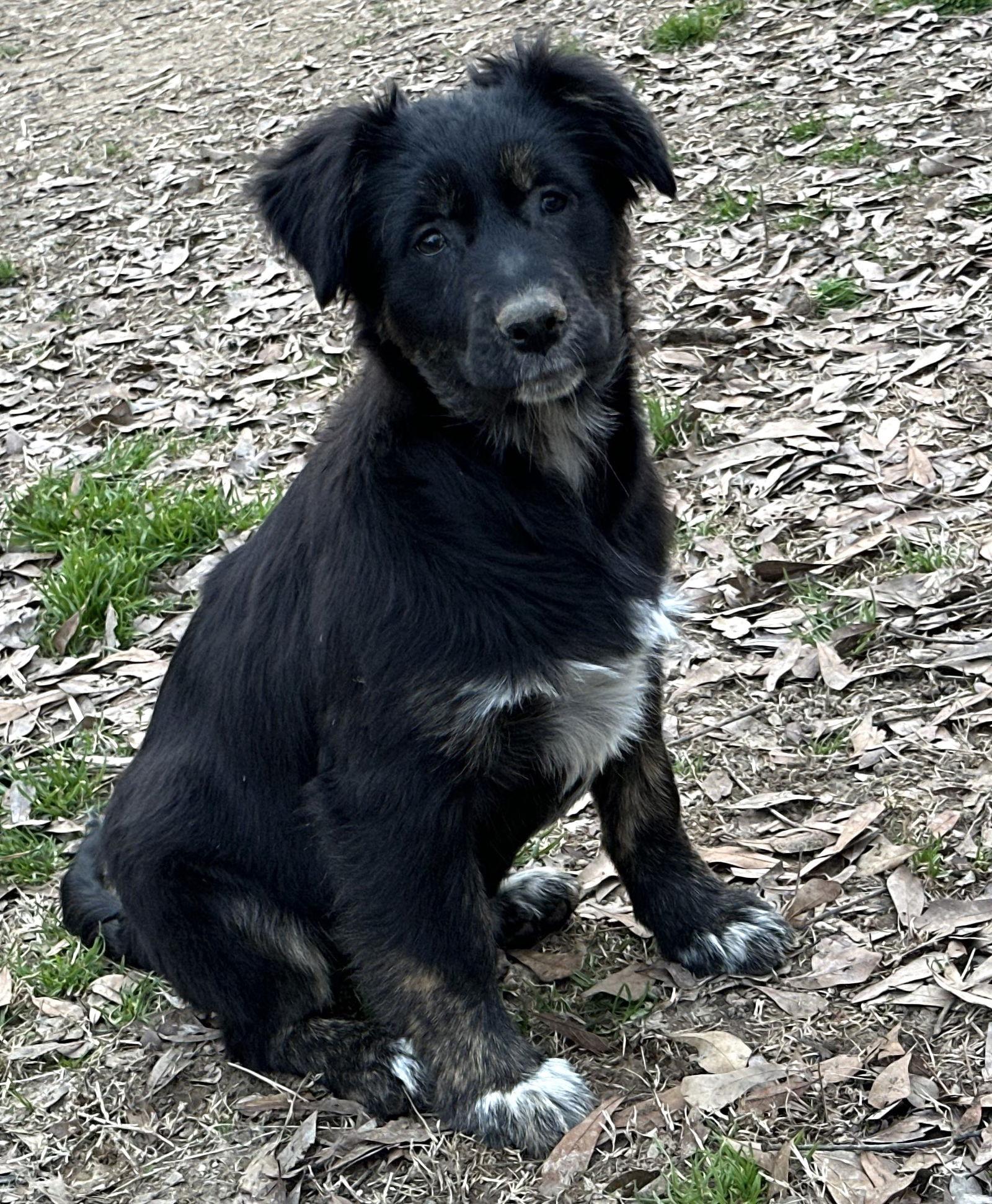 Sharlan, Adopted, Puppy Female Labrador Retriever & Retriever.