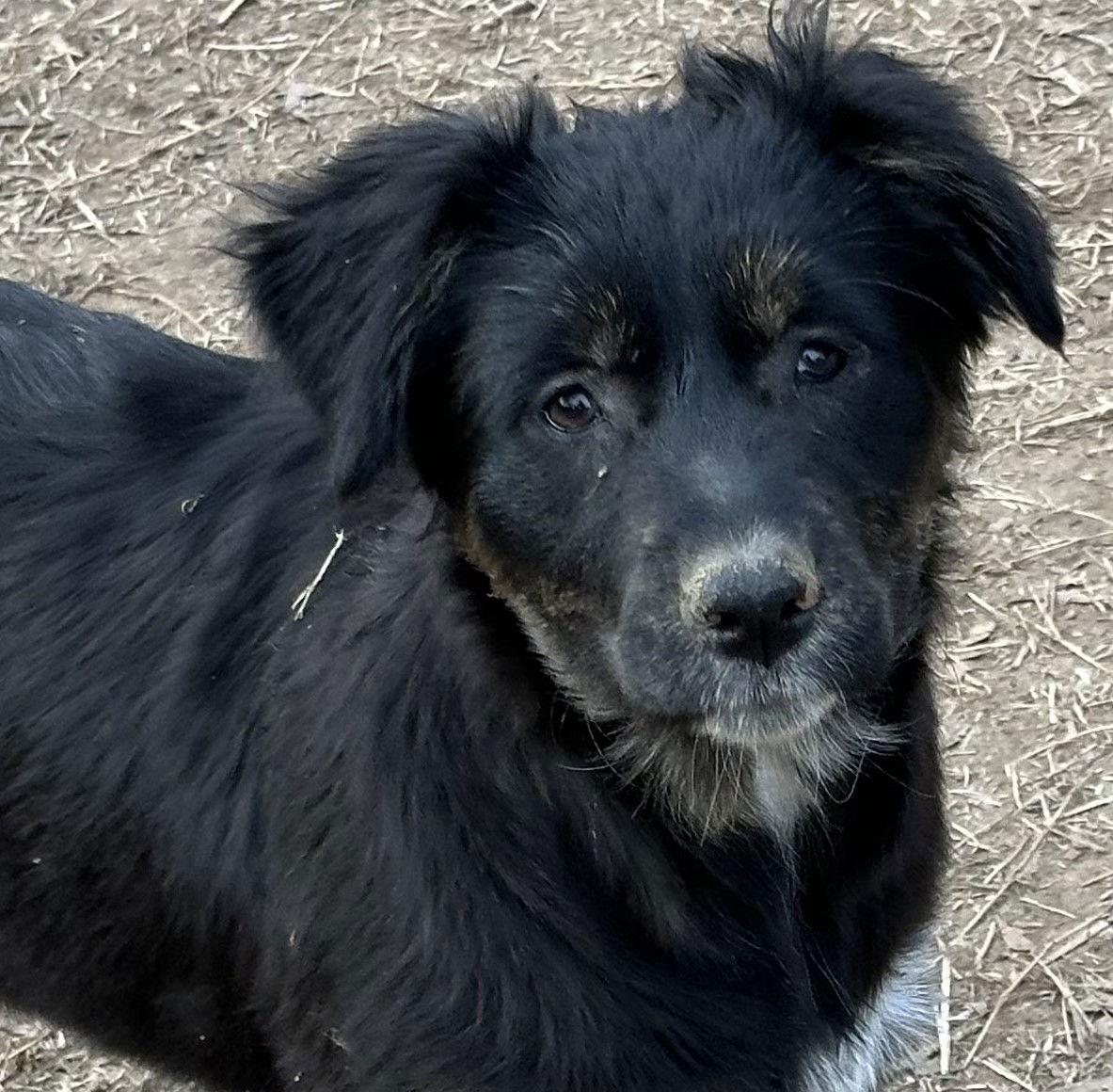 Enlarge Sharlan, a Adopted mixed breed in Locust Fork, AL image 2/3