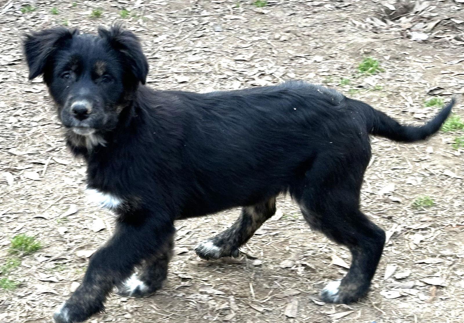 Enlarge Sharlan, a Adopted mixed breed in Locust Fork, AL image 3/3