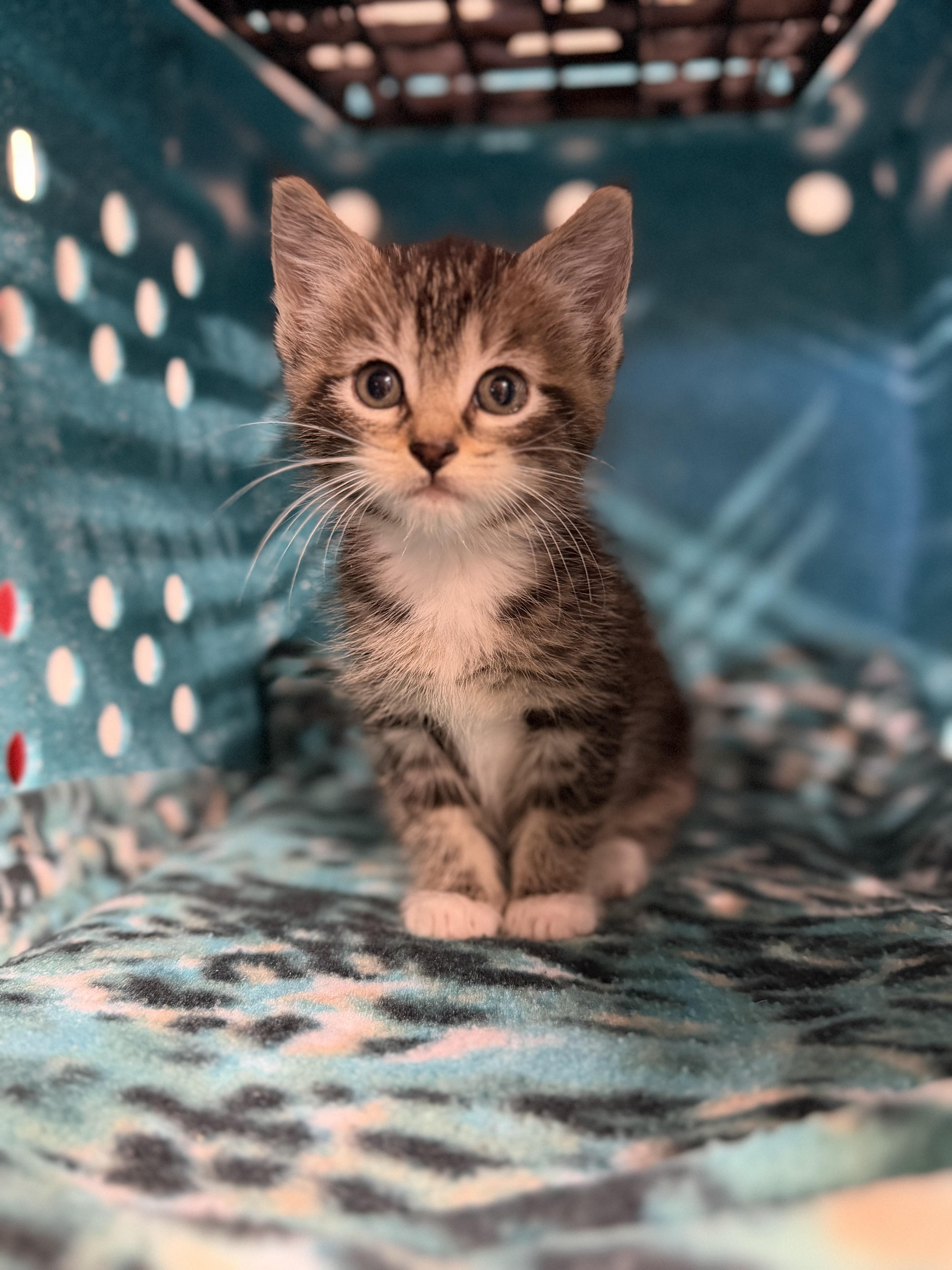 Enlarge Orchid, a ADOPTABLE Domestic Short Hair in Sartell, MN image 1/1