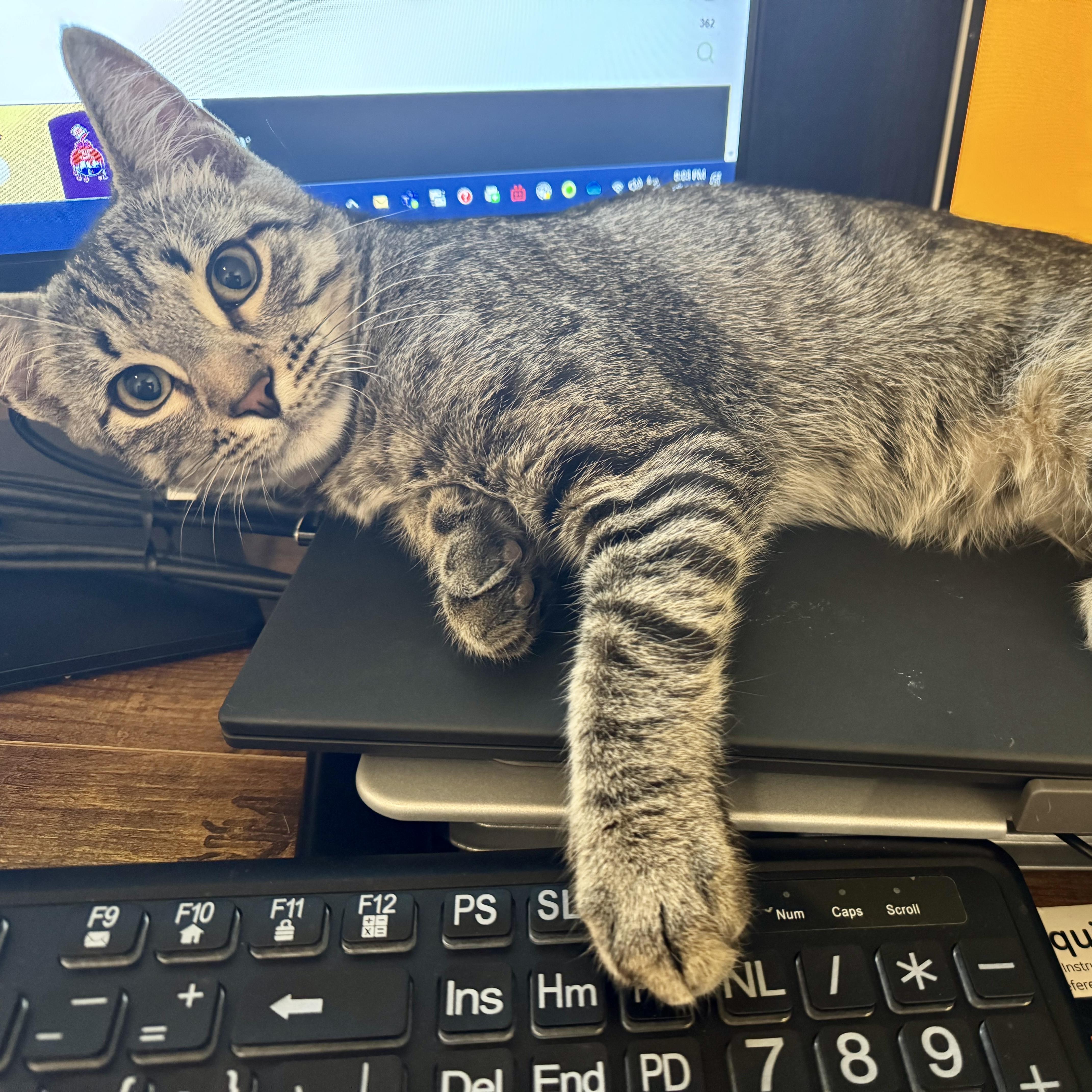 Enlarge Chase (kinky tailed), an adopted Domestic Short Hair in Allen, TX image 2/6