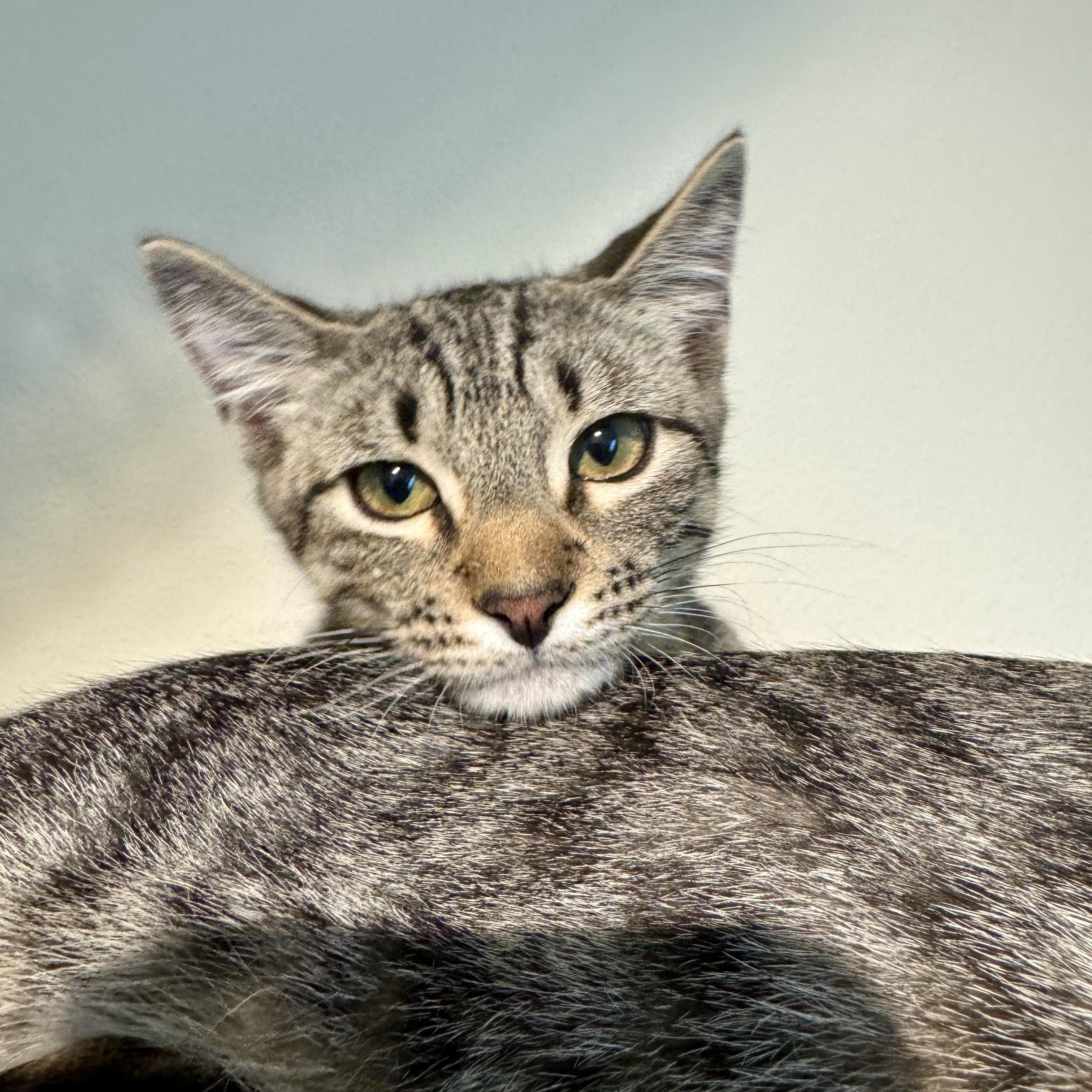Enlarge Chase (kinky tailed), an adopted Domestic Short Hair in Allen, TX image 3/6