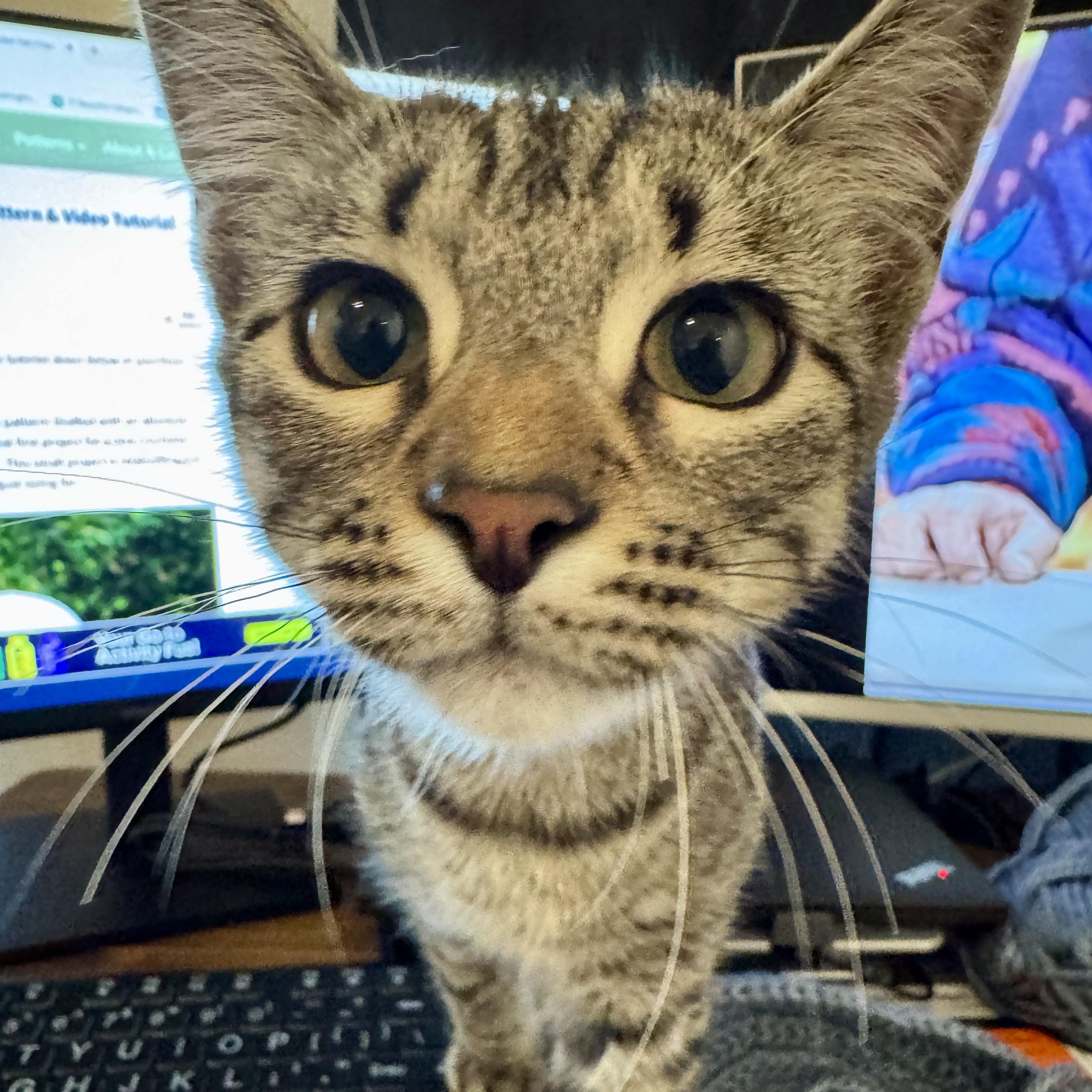 Enlarge Chase (kinky tailed), an adopted Domestic Short Hair in Allen, TX image 4/6