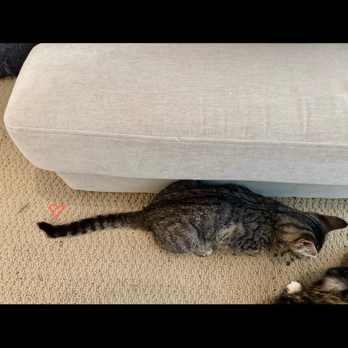 Enlarge Chase (kinky tailed), an adopted Domestic Short Hair in Allen, TX image 6/6