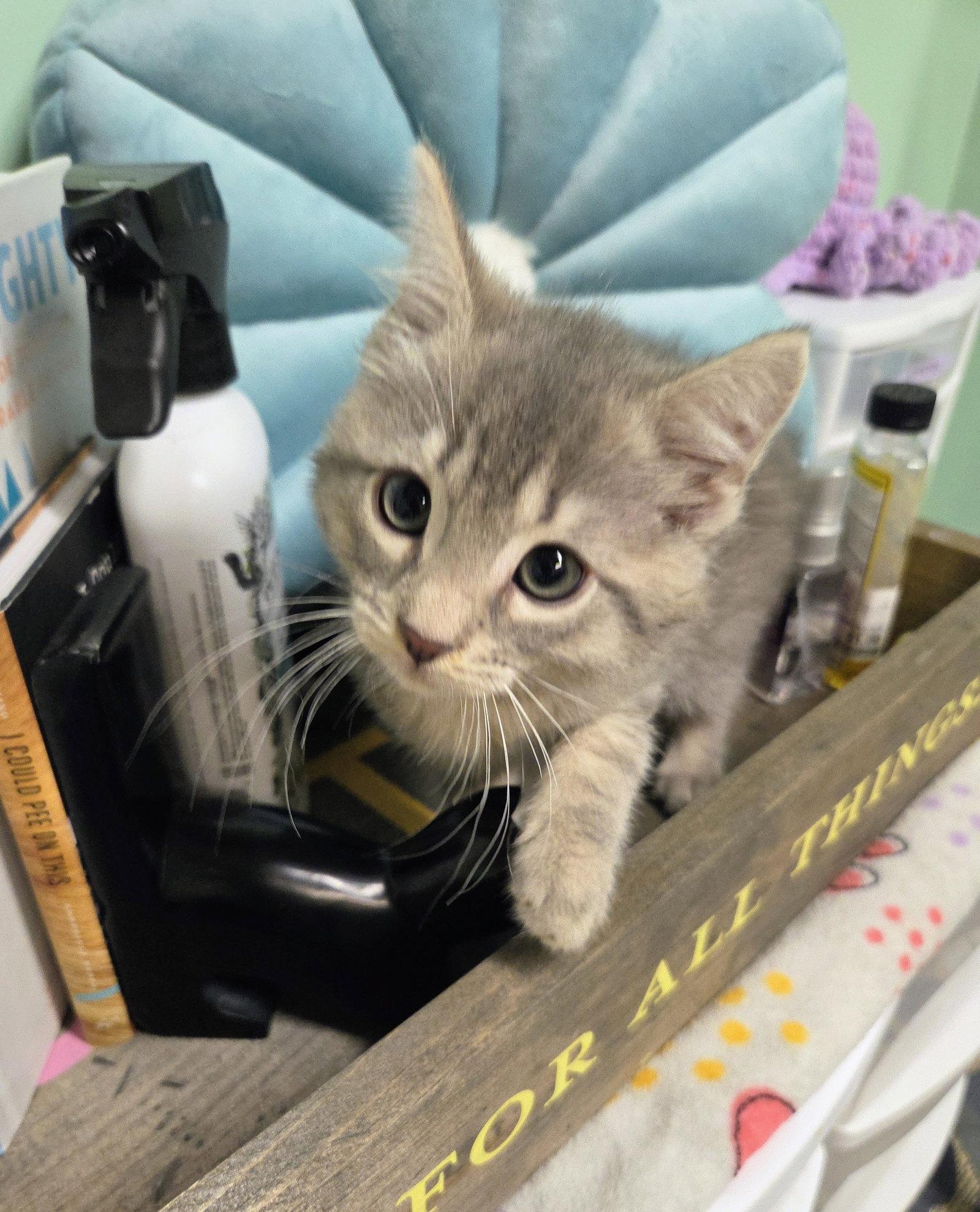 Enlarge Snowy Kitten, a Adopted Domestic Short Hair in Allentown, PA image 2/3