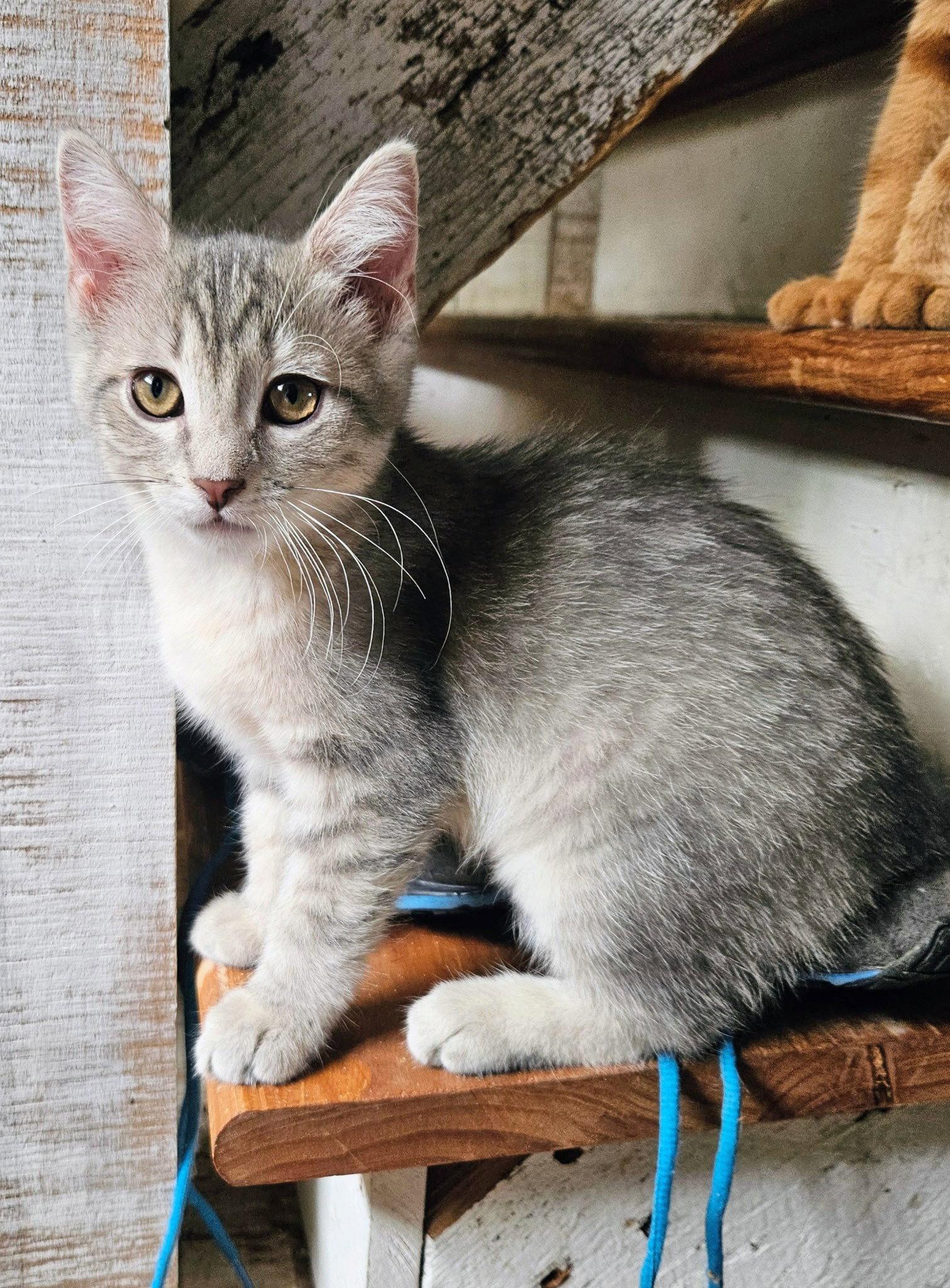 Enlarge Snowy Kitten, a Adopted Domestic Short Hair in Allentown, PA image 3/3
