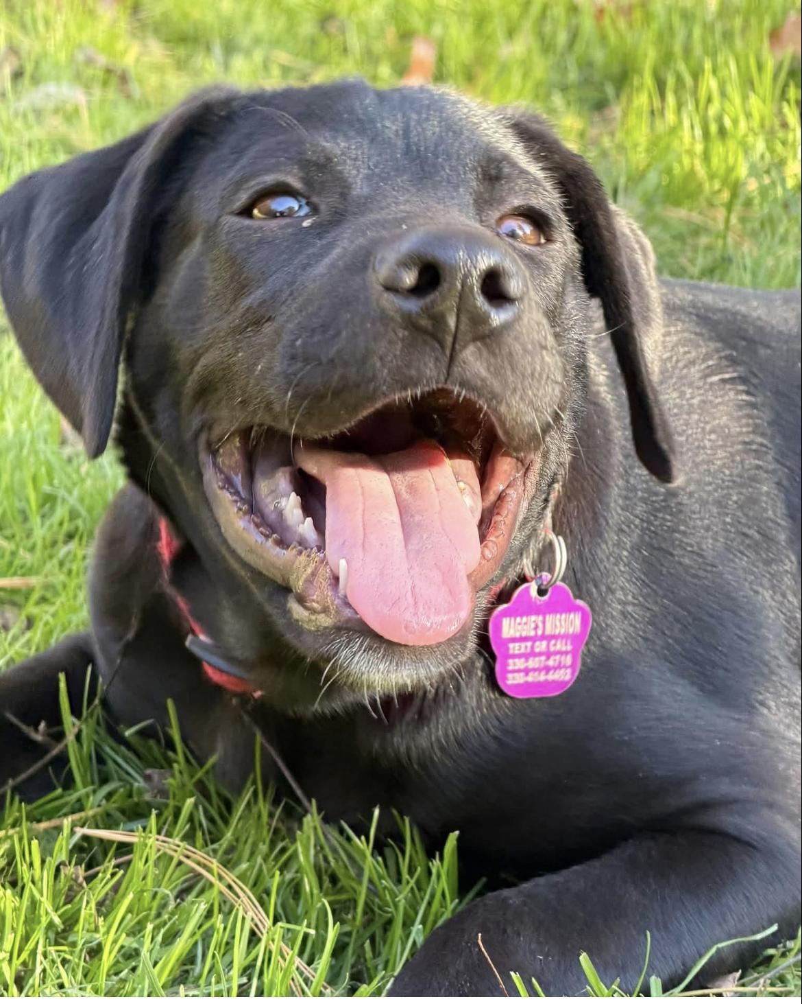 Liberty, Adoptable, Puppy Female Mountain Cur & Hound.