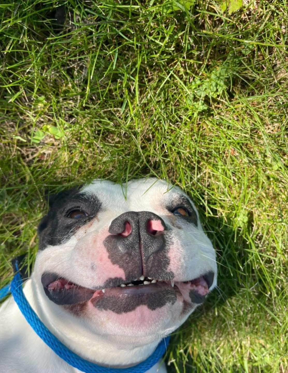 Panda, a ADOPTABLE mixed breed in Springfield, IL image 2/3
