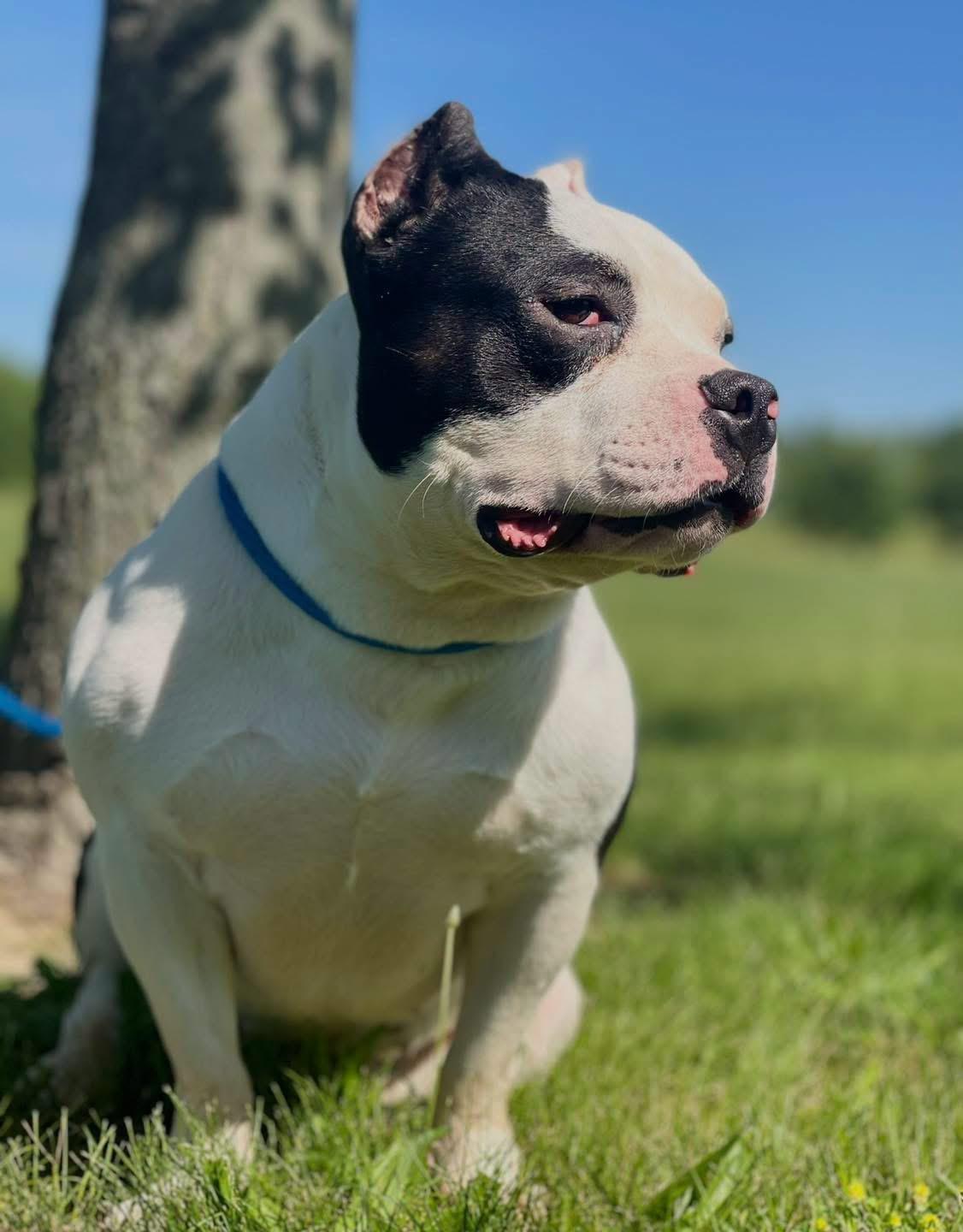 Panda, a ADOPTABLE mixed breed in Springfield, IL image 1/3