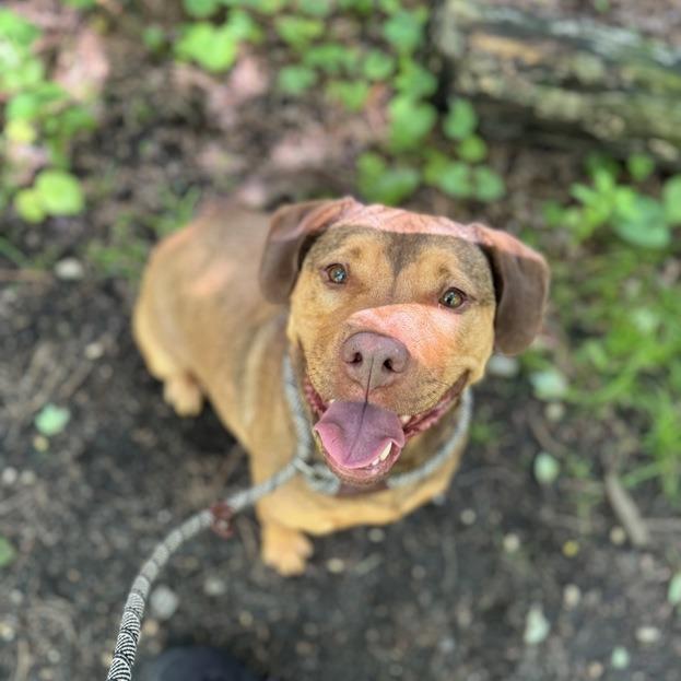 Enlarge Mable, a Adoptable mixed breed in Newark, NJ image 1/6